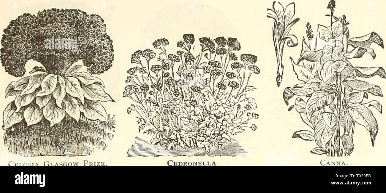 Dreer's garden calendar : 1891 . dreersgardencale1891henr Year: 1891  'Xb J^OJ? THE FLOWER GARDEN. 61 Carnation.    Lllcsia LILAbGo^ Prize, Canna. CAN DYTU FT-Continued. PER PKT. 5386 Umbellata Carminea. This new variety is of dwiirt', ciiinpact liabit, and bears a mass of extra fine (•armiiie bloom ; H indies 10 5390 Fine Mixed. All the above tall-irrowing vari- eties; 1 foot. Peroz.j20cts 5 53S0 Empress, or Snow Queen. A complete mass of ])ure white llowers, borne on a candelabra- shaped plant 10 5387 Liiibellata Nana, Mixed Dwarf. Tliese ele- gant dwarf hybri&lt;ls are remarkable for their Stock Photo
