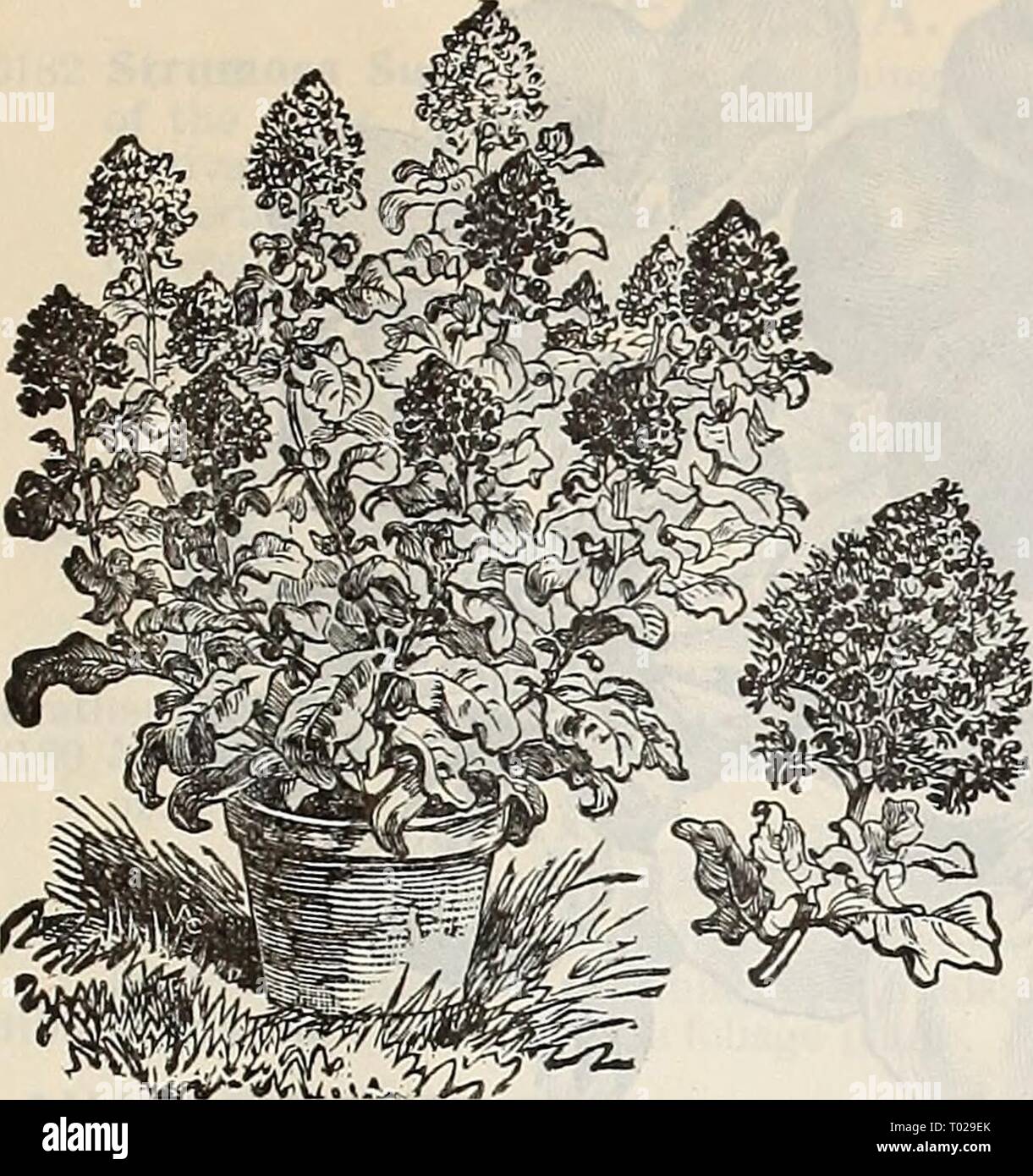 Dreer's garden calendar : 1897 . dreersgardencale1897henr Year: 1897  DREER'S RELIABLE FLOWER SEEDS. 79    flignonette. Machet Mignonette. MOMORDICA. (Balsam Apple.) Very curious climbing vines, with ornamental foliage, fruit golden yel- low, warted, and when ripe opens showing the seed and its brilliant car- mine interior; fine for trellises, rock- work, stumps, etc.; annual; 10 feet. PER PKT. 6116 Balsamina. {Balsam Apple.) Apple-shaped fruit. Per oz. 50 cts 5 6117 Charantia. (Balsam Pear.) Pear-shaped fruit. Per oz. 50 cts 5 MUSA ENSETE. (Abyssinian Banana.) 6131 A splendid plant for the op Stock Photo