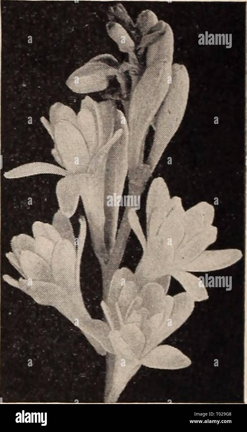 Dreer's garden book for 1941 . dreersgardenbook1941henr Year: 1941  te;'..!' Tiger Lily Summer Hyacinth Cape Hyacinth—Galtonia 47-060 Hyacinthuscandicans. State- ly strong flower spikes, 3-5 feet tall, each bearing during the summer or early fall from 20 to 30 pure white bell-shaped pendant blooms. Hardy as far north as Philadelphia. 20c each; 3 for 55c; 12 for $2.00. Tig rid ia—Shell Flower Pavonia grandiflora Large, quaintly-shaped blooms of exotic beauty. 18 inches tall flowering during the summer and fall months. Plant after the weather has warmed up. 47-250 Red 47-261 Rose 47-267 Yellow  Stock Photo