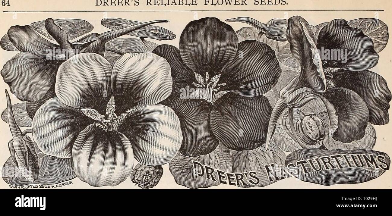 Dreer's garden calendar : 1896 . dreersgardencale1896henr Year: 1896  DREER'S RELIABLE FLOWER SEEDS    NASTURTIUH. Dwarf, or Tom Thumb Varieties. The improved varieties of the Dwarf Nas- turtium are among the most popular and beautiful of our garden plants. Their neat, compact growth, rich colored flowers and free- blooming and long-lasting qualities, together with their adaptability to almost any soil or situation, make them unsurpassed for garden decoration. Hardy annuals; 1 ft. PEROZ. PKT. 6144 Aurora. Primrose to pale pink and carmine 25 5 6136 Beauty. Yellow, striped red. 25 5 6154 Cloth  Stock Photo