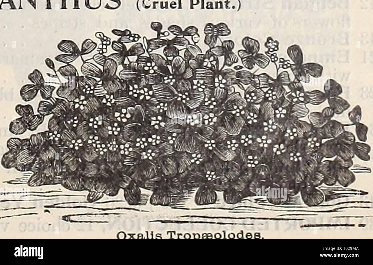 Dreer's garden calendar : 1897 . dreersgardencale1897henr Year: 1897  Pentstemon. See Seeds of Water Lillies,page 92 OXALIS. Beautiful small plants, suitable for the greenhouse, rock-work, or out-door culture; flowering the first year if sown early; blooms in clusters; half-hardy perennial; 9 inches. per pkt. 6206 Oxalts Alba. White . .10 6207 — Rosea. Rose-colored 10 6208 — Tropaeoloides. Very desirable border plant; flowers deep yellow; foliage dark brown ... 10 6209 — V a 1 d i v iana. Pure yellow 10 PARDANTHUS. (Blackberry Lily.) A hardy perennial, bearing showy lily-like flowers. 6254 Sin Stock Photo