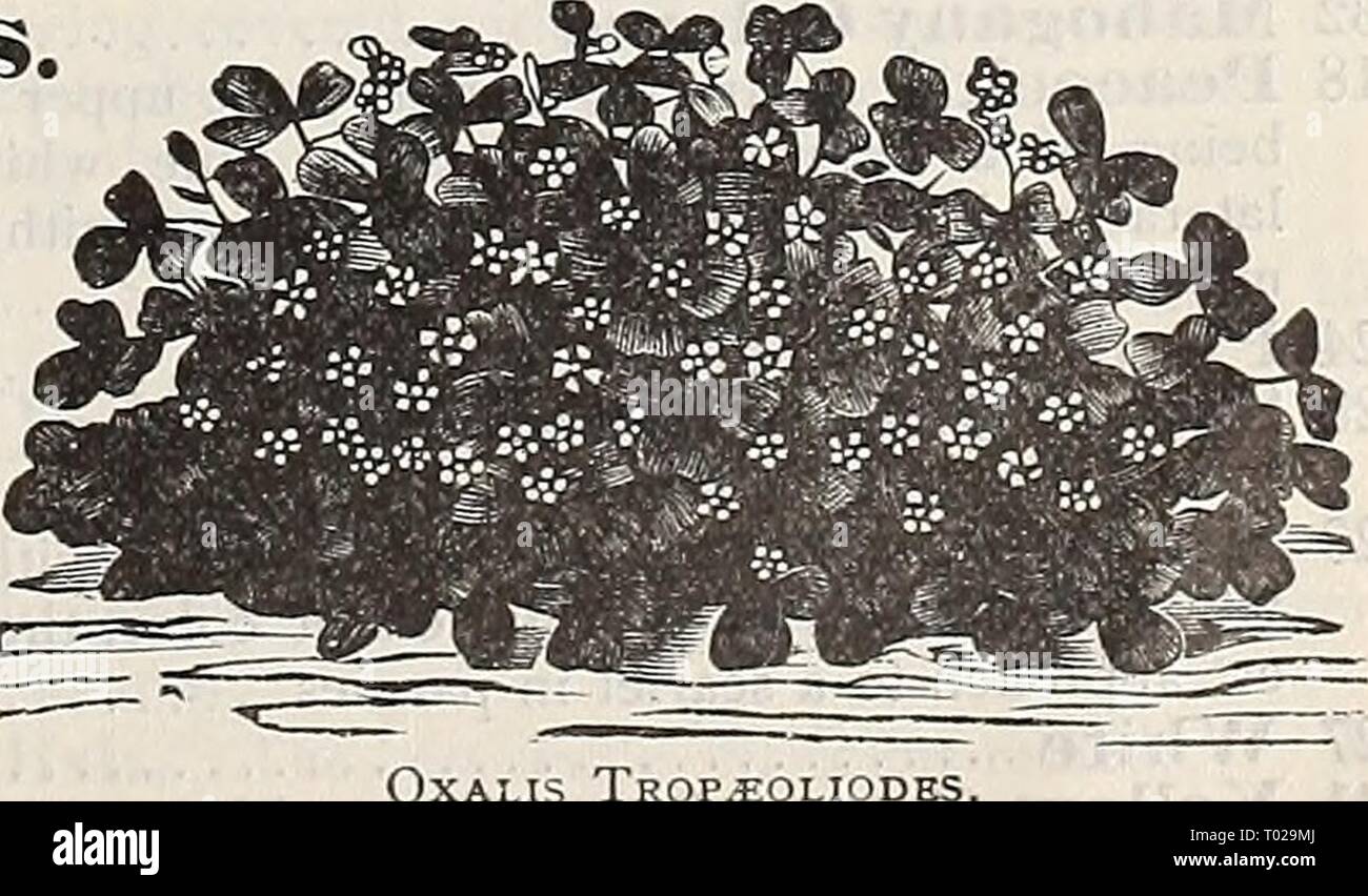 Dreer's garden calendar : 1898 . dreersgardencale1898henr Year: 1898  Pentstemon Gloxinioides. OXAEIS Beautiful small plants, suitable for the greenhouse, rock-work, or out-door cuiture; flowering the first year if sown early ; blooms in clusters ; half-hardy perennial ; 9 inches, per pkt. 6206 Oxalis Alba. White 10 6207 —Rosea. Rose-col- oied 6208 —Tropseoloides. Very desirable border plant; flowers deep yel- low; foliage dark-brown. (See cut.) 6209 —Valdiviana. Pure yellow 10 PARDANTHUS. (Blackberry Lily) A hardy perennial, bearing showy lily-like flower. 6254 Sieiisis. Yellow, red and orang Stock Photo