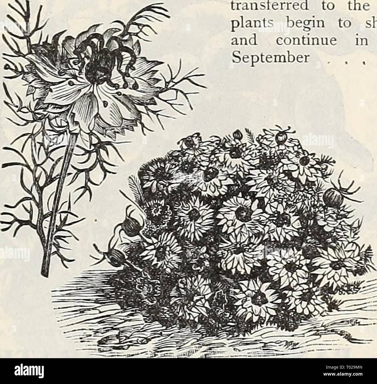 Dreer's garden calendar : 1899 . dreersgardencale1899henr Year: 1899  Lobb's Nasturtium. Lobb's Nasturtium. iTropseolum Lobbianum.) The brilliance and profusion in blooming of the Lobbianum varieties render them superior for greenhouse or conservatory decoration in Winter ; also for trellises, arbors and vases, etc., in Summer; half-hardy-annuals; 6 to 10 feet. (See cut.) per pkt. G171 Brilliant. Dark scarlet 5 6165 Spitfire. Brilliant, light scarlet .' 5 6172 Roi des Noirs. Black maroon 5 6174 Asa Gray. Primrose yellow 10 6176 Crown Prince of Prussia. Deep blood red 5 6173 Giant of Battles. S Stock Photo