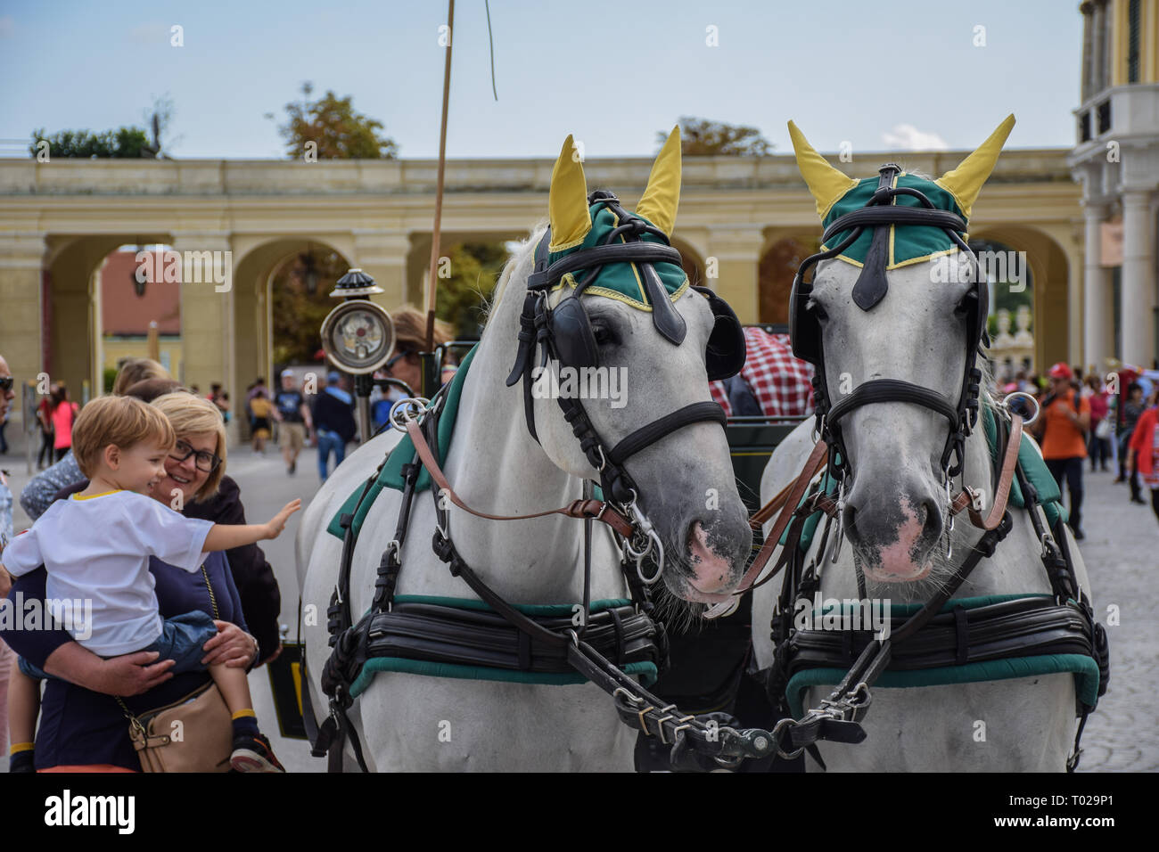 Vienna, Austria, September , 15, 2019 -  Tourist taking pictures and caressing  Carriage Horses from  in the Schonbrunn Palace  Stock Photo