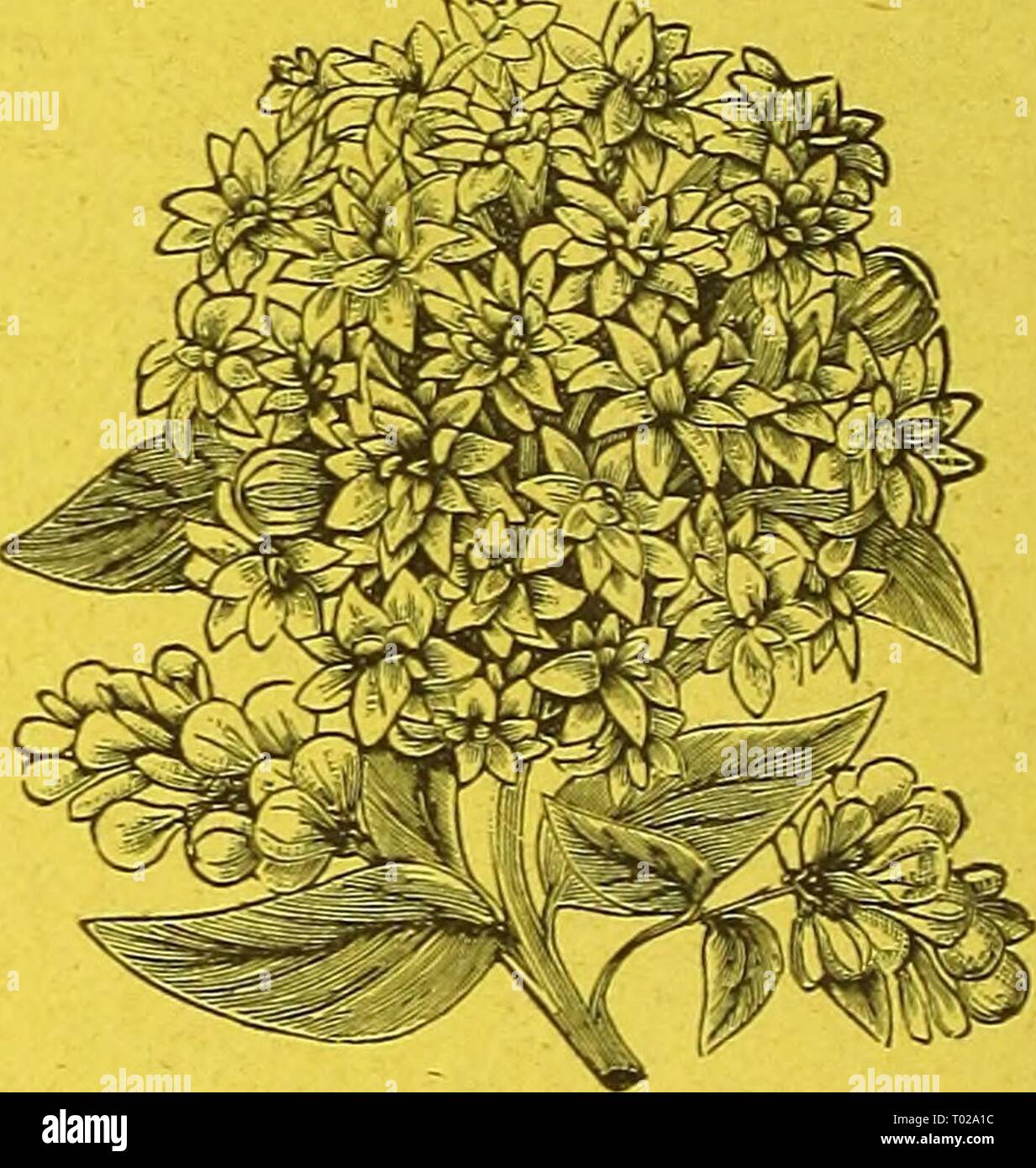 Dreer's garden calendar for 1887 . dreersgardencale1887henr Year: 1887  ABUTILON, GOLDEN FLEECE. A bright golden-yellow Abutilon of strong vigor- ous habit and very free flowering. There have been a number of yellow Abutilons introduced during the past few years but they all lacked richness of color; the variety now offered combines large size, fine form and depth of coloring, and -will become the leading yellow variety. 25 cis. each, $2.50 per dozen.    Bouvardia Victor Lemoine. A new double scarlet variety, an improvement on Thomas Meehan, as it is of a brighter color, freer habit, and more  Stock Photo