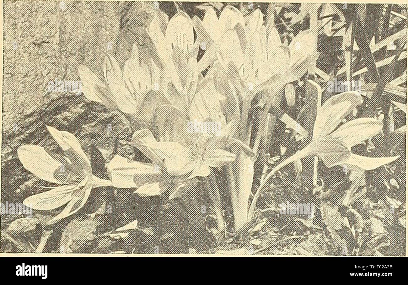 Dreer's garden book for 1946 : faithful for over a century . dreersgardenbook1946henr Year: 1946  Zephyranthes rosea Zephyranthes ® Zephyr Flower, Fairy Lilies Showy goblet-shaped blooms during the summer months. Easy to grow. 47-308 Ajax. Large clear yellow flow- ers. Blooms profusely. 3 for 3Sc; 12 for $1.25; 25 for $2.25. 47-311 Alba. Pure white. 3 for 3Sc; 12 for $1.25; 25 for $2.25. 47-315 Rosea. Large rose-colored. 3 for 3Sc; 12 for $1.25; 25 for $2.25. Fall Blooming Bulbs Order Your Bulbs of these ISow for delivery in July or August, which is their proper planting season.    Colchicum a Stock Photo