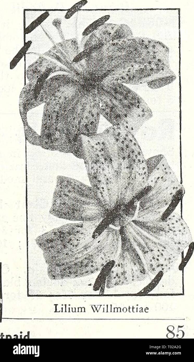 Dreer's garden book for 1947 . dreersgardenbook1947henr Year: 1947  40-615 Tigrinum splendens {Tiger Lily). ® Has bright orange-red blooms with black spots. Endures lime, shade, and semi-shade. 4-5 ft. tall. Blooms in August. Cover 7 in. deep. Does best with ground cover. Extra-large bulbs: 3Sc each; 3 for $1.00; 12 for $3.50; 25 for $6.50. 40-565 Umbellatum {Candlestick Lily). This fine species unlike most others carries its large showy blooms in an upright position on stems 2 to 3 ft. tall. The large open blooms are rich crimson spotted with black. Blooms dur- ing June and Julv. Large bulbs: Stock Photo