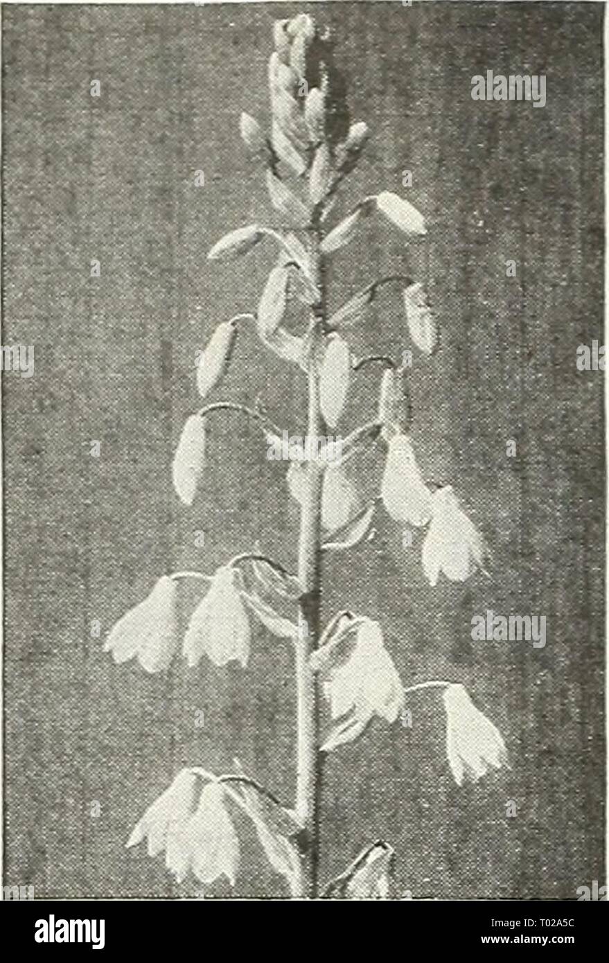 Dreer's garden book for 1947 . dreersgardenbook1947henr Year: 1947  Hyacinthus candicans Summer Hyacinth Cape Hyacinth—Galtonia 47-060 Hyacinthus candicans. State- ly strong flower spikes, 3-5 feet tall, each bearing during the summer or early fall from 20 to 30 pure white bell-shaped pendant blooms. Hardy as far north as Philadelphia. 25c each; 3 for 60c; 12 for $2.00; 25 for $3.75. Stock Photo