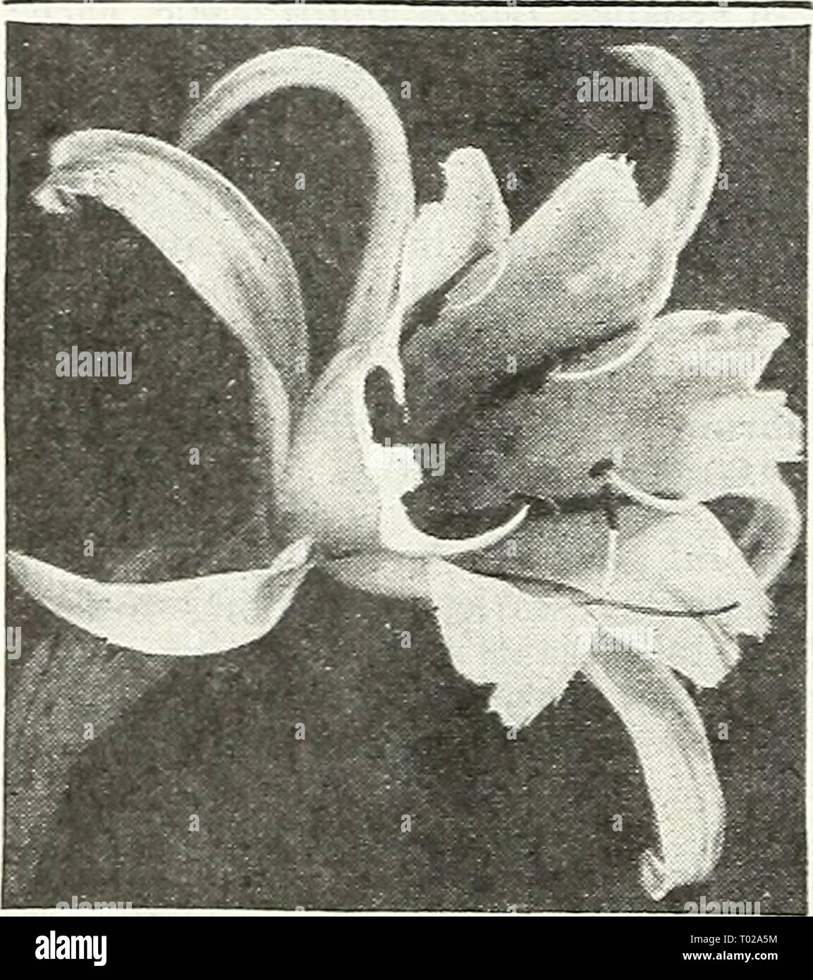 Dreer's garden book for 1947 . dreersgardenbook1947henr Year: 1947  Hyacinthus candicans Summer Hyacinth Cape Hyacinth—Galtonia 47-060 Hyacinthus candicans. State- ly strong flower spikes, 3-5 feet tall, each bearing during the summer or early fall from 20 to 30 pure white bell-shaped pendant blooms. Hardy as far north as Philadelphia. 25c each; 3 for 60c; 12 for $2.00; 25 for $3.75.    Ismene—Peruvian Daffodil Ismene Peruvian Daffodil 47-082 Calathina. Large, fragrant, Amaryllis-lilce white blooms with apple-green markings in the throat. Very easy to grow in a well-drained rich soil fully exp Stock Photo