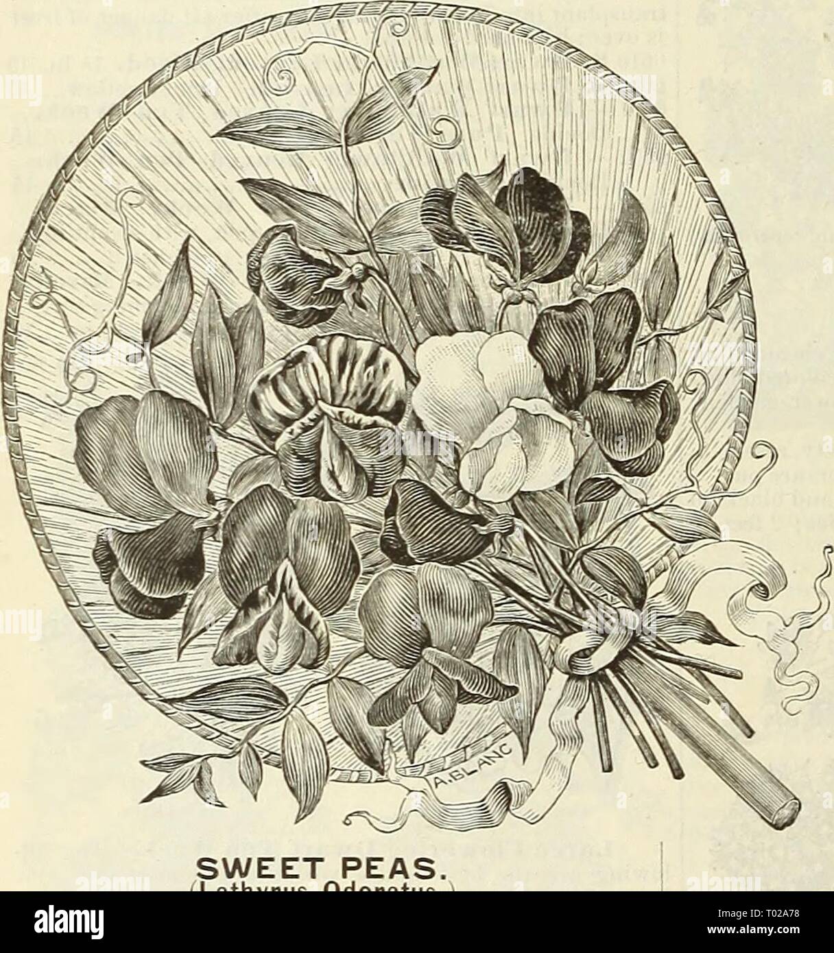 Dreer's garden calendar for 1888 . dreersgardencale1888henr Year: 1888  SWEET PEAS. (Lathyrus Odoratus.) Beautiful fragrant free flowering plants, thriving in any open situation ; excellent for screening unsightlv ob- jects; will bloom all summer and autumn if the flowers are cut freely and the pods picked off as they appear. They may be sown in autumn in this section : early sowing is necessary; hardv annuals; 6 feet. 5993 L. Blue Bifd. Bright blue 5 5996— Capt. Clarke (Tricolor). White, rose and purple 5 5998— Crown Princess. Blush 5 6004— Invincible Carmine. Bright carmine 10 5997 ' Scarlet Stock Photo