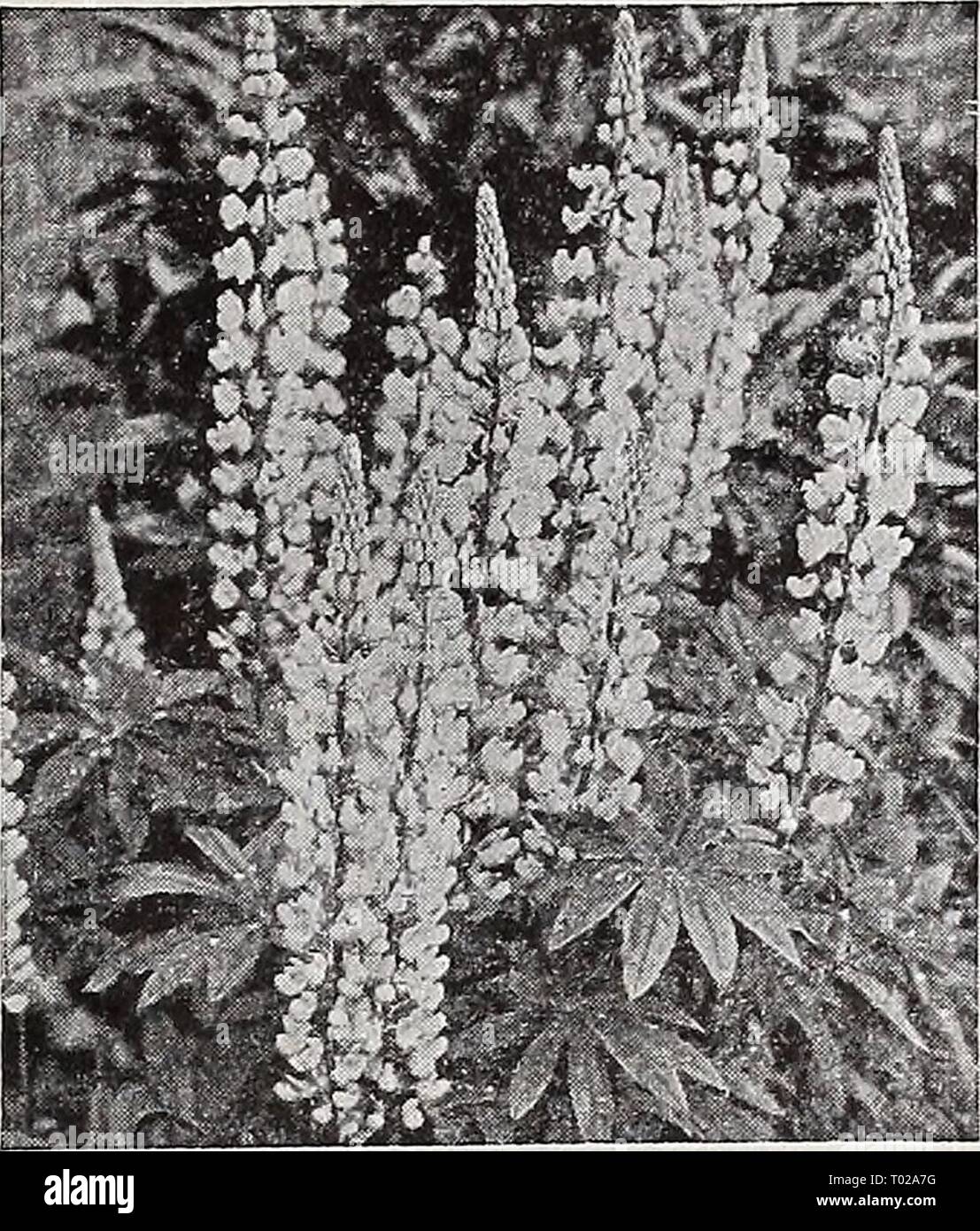 Dreer's garden book 1939 : 101 years of Dreer quality seeds plants bulbs . dreersgardenbook1939henr Year: 1939  Liatris scariosa, September Glory Liatris Blazing Star, Gay Feather Scariosa alba. 3 feet. Graceful tall spikes with white fuzzy flowers during August and September. 50c each; 3 for $1.40; 12 for $5.00. September Glory. 3 to 4 feet. A glorious variety with tall graceful spikes thickly studded with stunning lavender- purple blooms. Late August-Sep- tember. 50c each; 3 for $1.40; 12 for $5.00. Lobelia cardinalis ® Cardinalis {Cardinal Flower). 2 feet. Massive spikes set with glossy ca Stock Photo