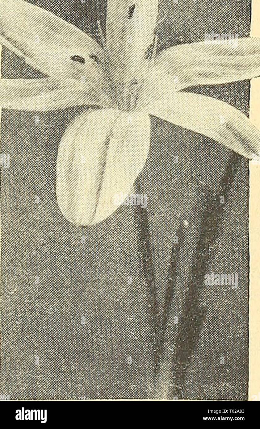 Dreer's garden book for 1945 . dreersgardenbook1945henr Year: 1945  Lycoris radiata 40-630 Lycoris rcsdiai-o September Spider Lily Order now for July delivery and plant upon receipt to secure flowers this year. Place three bulbs in a five-inch pot. If planted after August they likely will develop foliage only. The leaves develop after the showy salmon-rose flowers which appear from September to November. Keep foliage growing during the winter and spring. The long, protruding stamens add considerable interest. This often is erroneously called Nerine or Guernsey Lily. Mammoth Bulbs: 3 for 40c; 1 Stock Photo