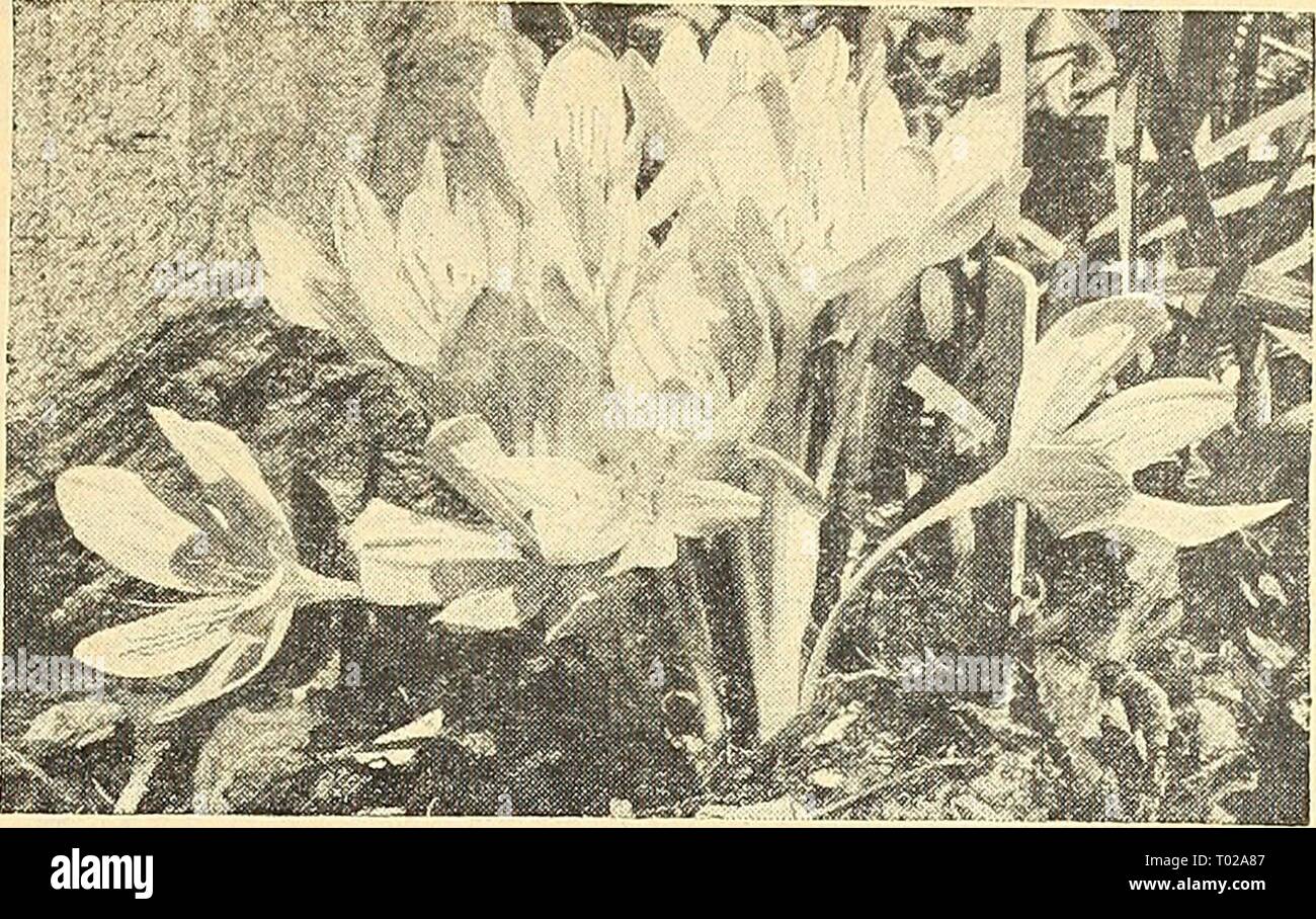 Dreer's garden book for 1945 . dreersgardenbook1945henr Year: 1945  Zephyranthes rosea Zephyranthes ® Zephyr Flower, Fairy Lilies Showy goblet-shaped blooms during the summer months. Easy to grow. 47-308 Ajax. Large clear yellow flow- ers. Blooms profusely. 3 for 3Sc; 12 for $1.25; 25 for $2.25. 47-311 Alba. Pure white. 3 for 3Sc; 12 for $1.25; 25 for $2.25. 47-315 Rosea. Large rose-colored. 3 for 3Sc; 12 for $1.25; 25 for $2.25. Fall Blooming Bulbs Order Your Bulbs of these ISow for delivery in July or August, which is their proper planting season.    Colchicum autumnale major Colchicum—Meado Stock Photo