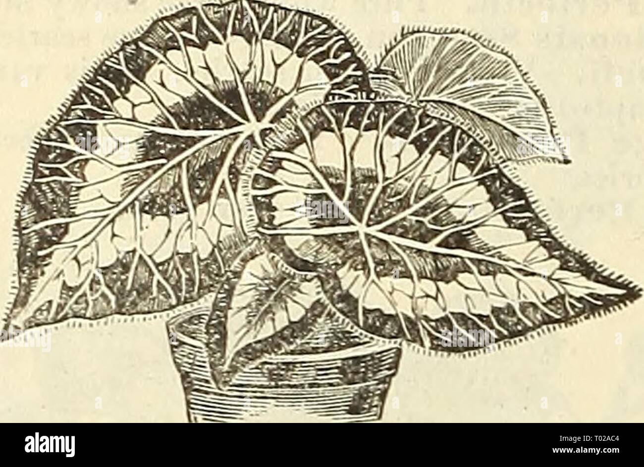 Dreer's garden calendar : 1886 . dreersgardencale1886henr Year: 1886  80 DREER'S GARDEN CALENDAR. BEGONIA REX. (Ornamental Leaved.) We oflfer fifteen of the most distinct and handsomely marked varieties of this beautiful class of Begonias. These are grown for tlieir variegated foliage, and are very desir- able for house and garden decorations, in shady positions, and especially well adapted for baskets, vases, etc. 25 cts. each ; $2.50 per doz.    Begonia Rex. BOUVARDIA. Shrubby plants with corymbs of white, rose, crimson and scarlet flowers, blooming during tlie autumn and winter. Tlieir dazz Stock Photo