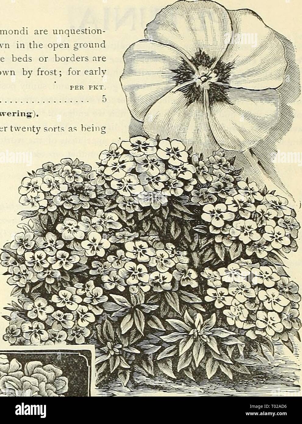 Dreer's garden calendar : 1903 . dreersgardencale1903henr Year: 1903  Large Flowering Dwarf Phlox. DOUBLE PHLOX. Especially desirable for cut flowers, last- ing better than the single sorts. To produce the best results they should be grown in a light soil (See cut.) PER PKT. 3637 Yellow. Pale primrose 10 3635 Scarlet. Brilliant color 10 3636 White. Profuse bloomer 10 One packet each of the three double, 25 cts. Phlox, Docele White Orientale Hybrid Poipies PERENNIAL PHLOX. 3641 Hardy herbaceous perennials; all colors mixed; saved from our own unequalled collection 10 HARDY PERENNIAL POPPIES. 37 Stock Photo