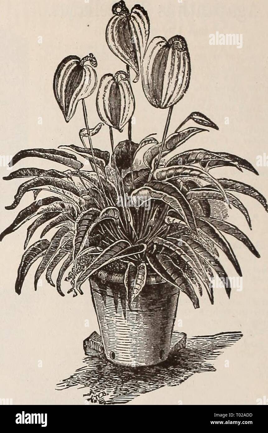 Dreer's garden calendar for 1892 : a catalogue of choice vegetable, field and flower seeds new, rare and beautiful plants garden implements and fertilizers . dreersgardencale1892henr Year: 1892  Anthurium Schekzeki anum. AMORPHOPHALLUS RIVIERI. A remarkably distinct and pretty Aroid of easy culture, es- pecially adapted for sub-tropical bedding or. for the mixed bor- der, producing a solitary Palm-like leaf on a tall stout stein which is curiously spotted and speckled with rose and olive green. The flower is similar in shape to the Calla Lily, the outside being of a similar color to the leaf s Stock Photo
