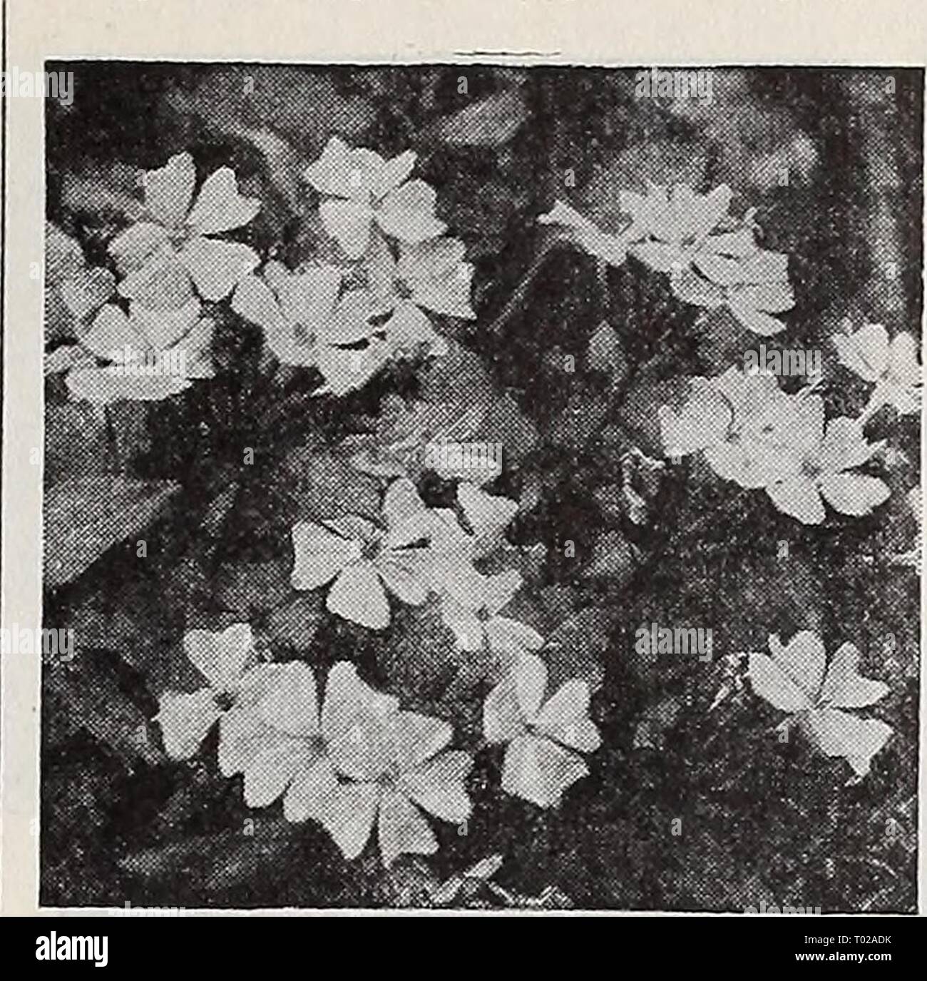 Dreer's garden book 1939 : 101 years of Dreer quality seeds plants bulbs . dreersgardenbook1939henr Year: 1939  Phlox nivalis sylvestris Nivalis sylvestris (Patent Pending). A true dwarf Phlox of the same habit as Phlox subulata. Has dense moss green foliage covered completely with large rosy red flowers the size of a half dollar. Of strong growth, blooming in early spring. 40c each; 3 for $1.15; 12 for $4.00. Phlox divaricata Canadensis. A Â® 10 in. Large fragrant lavender flowers borne in the greatest profusion during April and May. Splendid for semi-shaded positions. 30c each; 3 for 85c; 12 Stock Photo