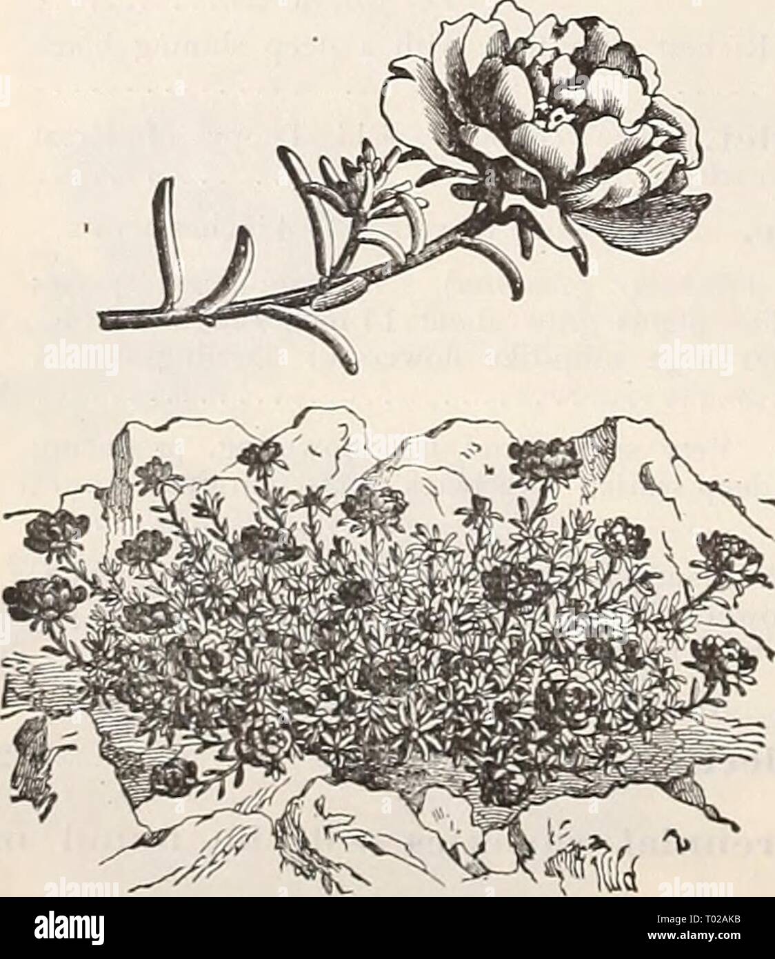 Dreer's garden calendar : 1900 . dreersgardencale1900henr Year: 1900  Orientale Hybrid Poppies.    Double Pdhtulaca. Platycodon, or '^Valilenbergia, (Cliinese Bell Flower.) Hardy perennials, produc- ing very showy flowers dur- ing the whole season. They form large clumps, and nre excellent for planting in ) er- manent borders or ani' rg shiubber'. per pkt. 3663 Grandifloruin. Mixed. Blue and white 5 3662 3Iariesi. Large. open, bell-shapeil flowers of a rich violei blue, beautiful, plant dwarf and com)-'act. 5- 3661 Japoiiicus Fl. PI. {Double Japan- ese Bell Plm'er) This new variety is of stro Stock Photo