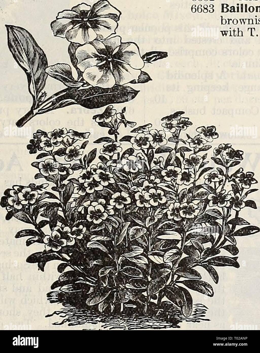 Dreer's garden calendar : 1897 . dreersgardencale1897henr Year: 1897  Tropaaolum Lobbianum. Vinca. Ornamental free-blooming plants ; they flower from seed, if sown early, the first season, continuing until frost; or they may be potted and kept in bloom through the winter ; 2 feet. PER PKT. 6713 Rosea. Rose, dark eye . 10 6714 Alba. White, crimson eye 10 6715 AlbaPura. Pure white . 10 6720 Mixed. Per oz., $1.00 . 10 LEMON VERBENA. 6708 A 1 o y s i a Citriodora. Lemon-scented foliage . 10 TROP/EOLUM (Lobb's Nasturtium). The brilliance and profusion in blooming of the Lobbianum varieties render t Stock Photo
