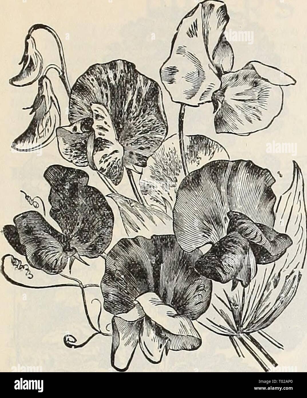Dreer's garden calendar : 1899 . dreersgardencale1899henr Year: 1899  DREER'S RELIABLE FLOWER SEEDS. 91    6813 White Cupid Eckford's Mixed Sweet Peas. SWEET SULTAN. 6624 Yellow (Centaurea Suaveo- lens). Very showy hardy an- nual, 1J feet high, bearing large bright-yellow Mowers ; sweetly scented ; a fine cut-flower . . 5 SWEET WIEEIAM. A well-known attractive free-flowering hardy perennial, producing a splendid effect in beds and shrubbery with their rich and varied flowers ;  feet. 6625 Auricula=F lowered. A beautiful class of single varieties, all colors 10 6640 Single Mixed. Peroz. 40cts Stock Photo