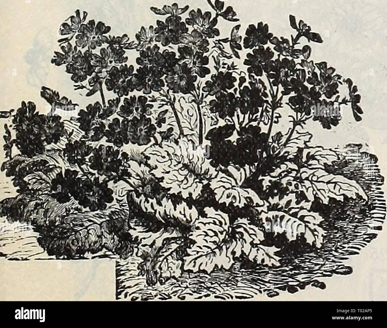 Dreer's garden calendar : 1900 . dreersgardencale1900henr Year: 1900  50 3790 50 3791 3800 R o b u s t a Graiidi- flora. An extra strong growing strain producing enormous trusses of extra large finely fringed flowers ; mixed colors Fern-Leaved. Finest Mixed 25 Dreer's Choicest Mixed. This mixture contains nothing but the finest sorts and cannot fail to give entire satisfaction. (See cut.) 25 DOUBEE-FRINGED CHINESE PRIMROSE. The following Double-hinged Chinese Primroses are very fine and can be highly recommended, 3808 Alba. Double white... . 50 3810 Double Mixed. A 11 colors 50 Primula Obconic Stock Photo