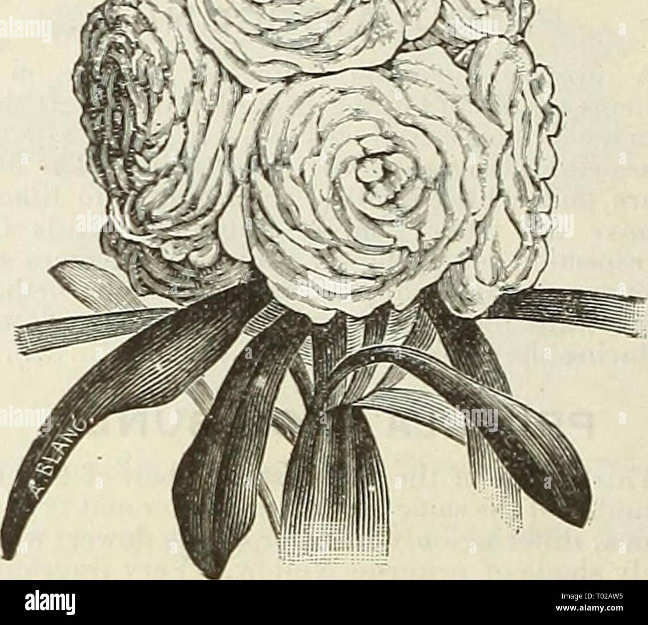 Dreer's garden calendar : 1889 . dreersgardencale1889henr Year: 1889  SILENE. (Catch-Fly.) A beautiful, early, free-blooining plant, adapted for beds, borders, or ribbon-gardenina:; of easy culture, grow- ing in any garden soil; hardy annual; 1 foot. PER PKT. 6560 Armeria Mixed. Red, white, and rose. Per oz., 6U cts 5 6.557 Pendula Flore Pleno. Producing charming double rose-colored flowers in profusion a.. 10 SMILAX. (See Myrsiphyllum Asparagoides.) SNAP DRAGON (See Antirrhinum). San-italia. Schizakthus. SANVITALIA. A valuable dwarf bedding plant; fine for rockeries, etc. ; flowers during th Stock Photo