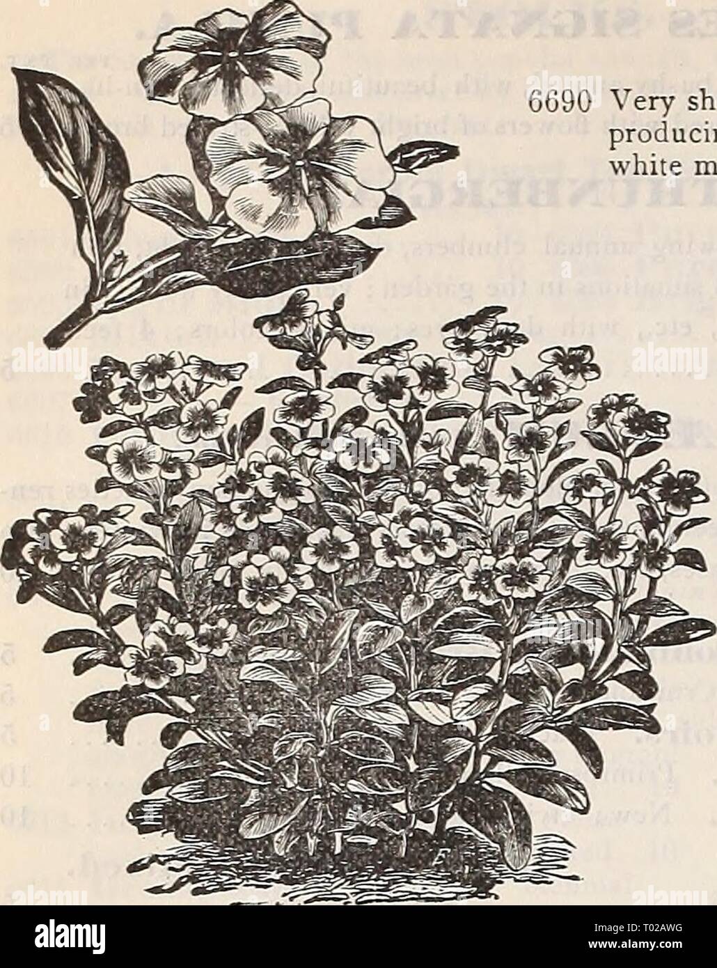 Viola Odorata Illustration High Resolution Stock Photography And Images Alamy Msi geforce rtx 3070 ventus 2x oc. https www alamy com dreers garden calendar 1898 dreersgardencale1898henr year 1898 92 dreers reliable flower seeds aieria sa garden heliotrope perpkt 6690 very showy border plants growing in any garden soil doing well in the sluide producing large corymbs of flowers fine for bouquets hardy perennial red and white mixed 2 feet 5 violet viola odorata well known fragrant early spring blooming plants for edgings groups or borders thriving best in the summer in a shady situation in a rich deep soil tkmsi extensively used by florists for forcing for cut flowers during the fall image240997612 html