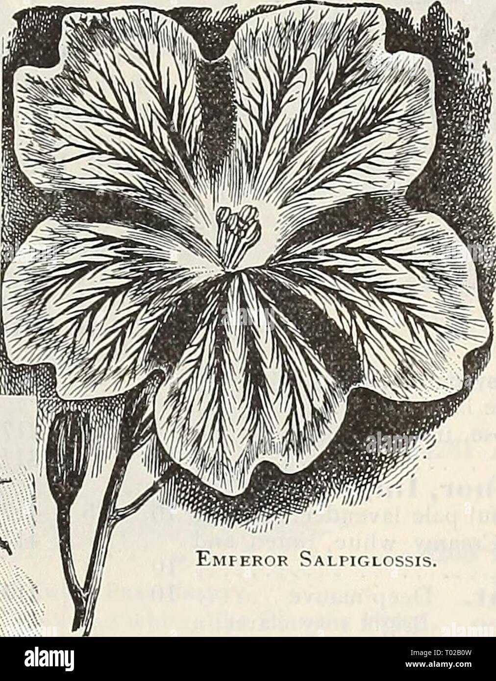 Dreer's garden calendar : 1900 . dreersgardencale1900henr Year: 1900  Salpig^lossis. Emperor Salpiglossis. bUEEl bCABlcJLb (Painted Tongue.) The Salpiglossis is one of the greatest favorites among annuals, partly be- cause of its easy culture, but principally for its beautiful, almost orchid-like flowers, ^ which it pioduces from early [summer until late fall. PER PKT. 3920 Large Flower- ing-'Mixed. A splendid variety of colors, flowers of good size 5 3921 Emperor. 1 his new variety forms only one leading stem, and bears on its summit a verit- able bouquet of the most b eau t i fu 1 flowers, e Stock Photo