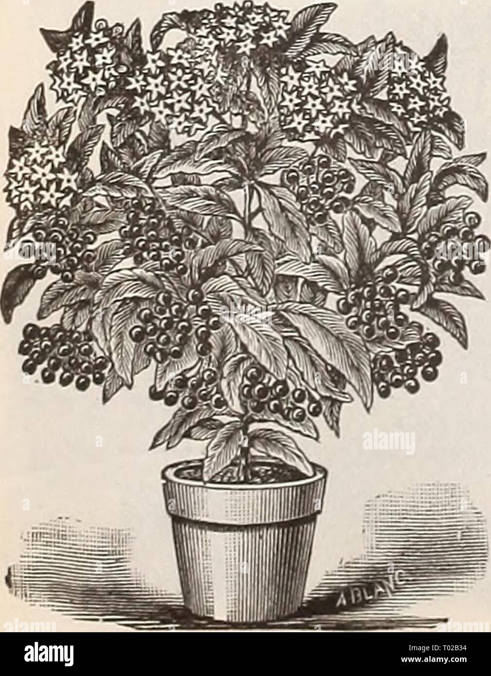 Dreer's garden calendar : 1896 . dreersgardencale1896henr Year: 1896  Araucakia Excelsa. ASPIDISTRA LTJRIDA VARIEGATA. A beautiful plant with large, lance-shaped leaves, finely variegated with clear, cream-colored stripes. An elegant window or conservatory plant of the easiest culture. 50 cts. to $1.00. Aspidistra Luricla. A green-leaved variety of the above, of strong growth ; will succeed in any po- sition ; an excellent hall or corridor plant. 50 cts. to §1.00 each. ARDISIA CRENULATA. A very ornamental green-house plant, with dark evergreen foliage, producing clusters of brilliant red berri Stock Photo
