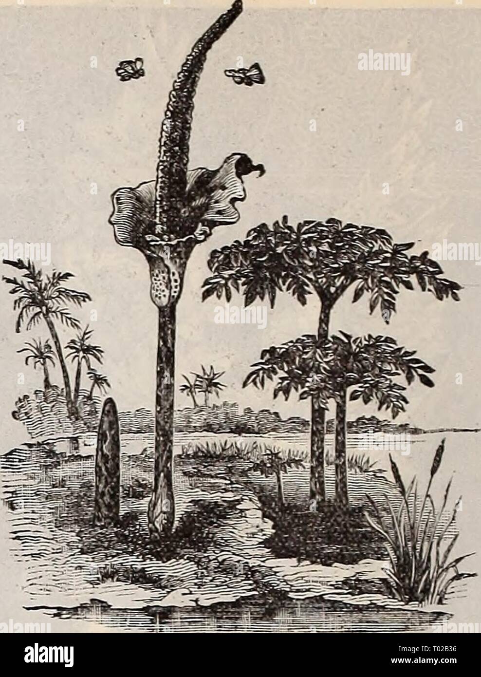 Dreer's garden calendar : 1897 . dreersgardencale1897henr Year: 1897  Amorphophallus Rivieri. Caladium Esculentum. Caladiums are too heavy to send by mail, ex- cepting the smallest size ; add to them 2 cts. each for postage One of the most ef- fective plants in cul- tivation for the flower border or for planting out upon the lawn; it will grow in any good garden soil, and is of the easiest culture. To obtain the best result it should be planted where it will obtain plenty of water, and an abundance of rich compost. Foliage light green. When full size it stands 6 feet high, and bears immense le Stock Photo