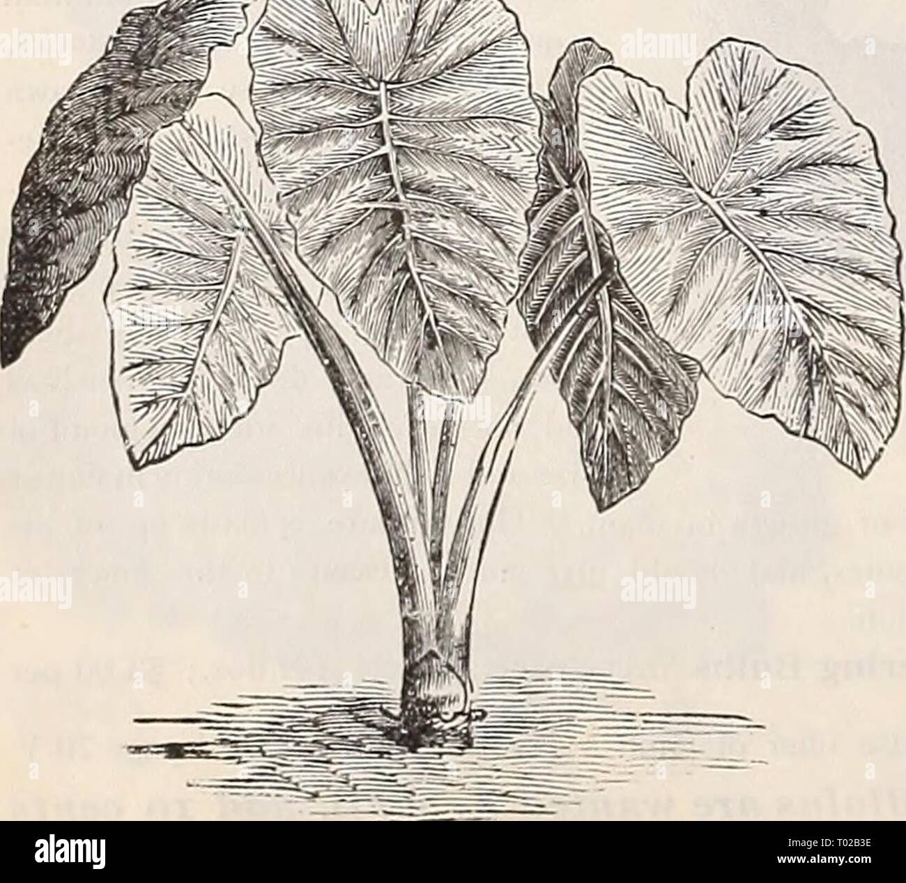 Dreer's garden calendar : 1899 . dreersgardencale1899henr Year: 1899  A^    Cai.adium Kscdlentum. Amaryllis. CINNAMON INE. (Dioscorea Batatas, i A rapid growing climber, taking its name from the peculiar fragrance of the delicate white flowers. The leaves are heart-shaped. bright glossy-green; growth is very rapid, reaching about R feet in height ; quite hardy. Good roots, 5 cts. each ; 50 cts. per doz. HYACINTHUS CANDICANS. (Cape Hyacinth. | A snow-white Summer flowering Hyacinth, growing 3 to 5 feet in height. gracefully surmounted with from 20 to 30 pure white bell-shaped flowers. 5 cts. e Stock Photo