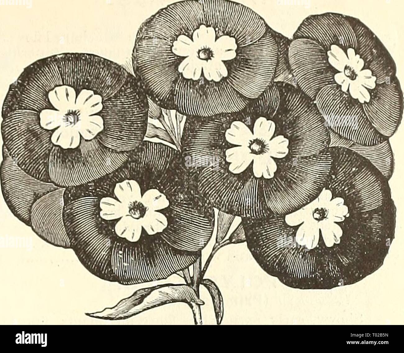 Dreer's garden calendar : 1891 . dreersgardencale1891henr Year: 1891  StAH of QlEULINItUKCH. PHLOX DRUMMONDI FIMBRIATA. STAR OF QUEDLINBURGH. Of dwarf habit, bearing ver^' pretty flowers; varying in color from violet blue to deep rose margined with white ; the edges are slightly fringed. The spines which project from the edge of the flower are i to i an inch long and give the flower a star-like appearance. 6351 Mixed 15 PHLOX DRUMMONDI. An indispensable, constant blooming favorite, which should occupy a prominent place in every garden for clumps or massing; quite as desirable as the Verbena fo Stock Photo