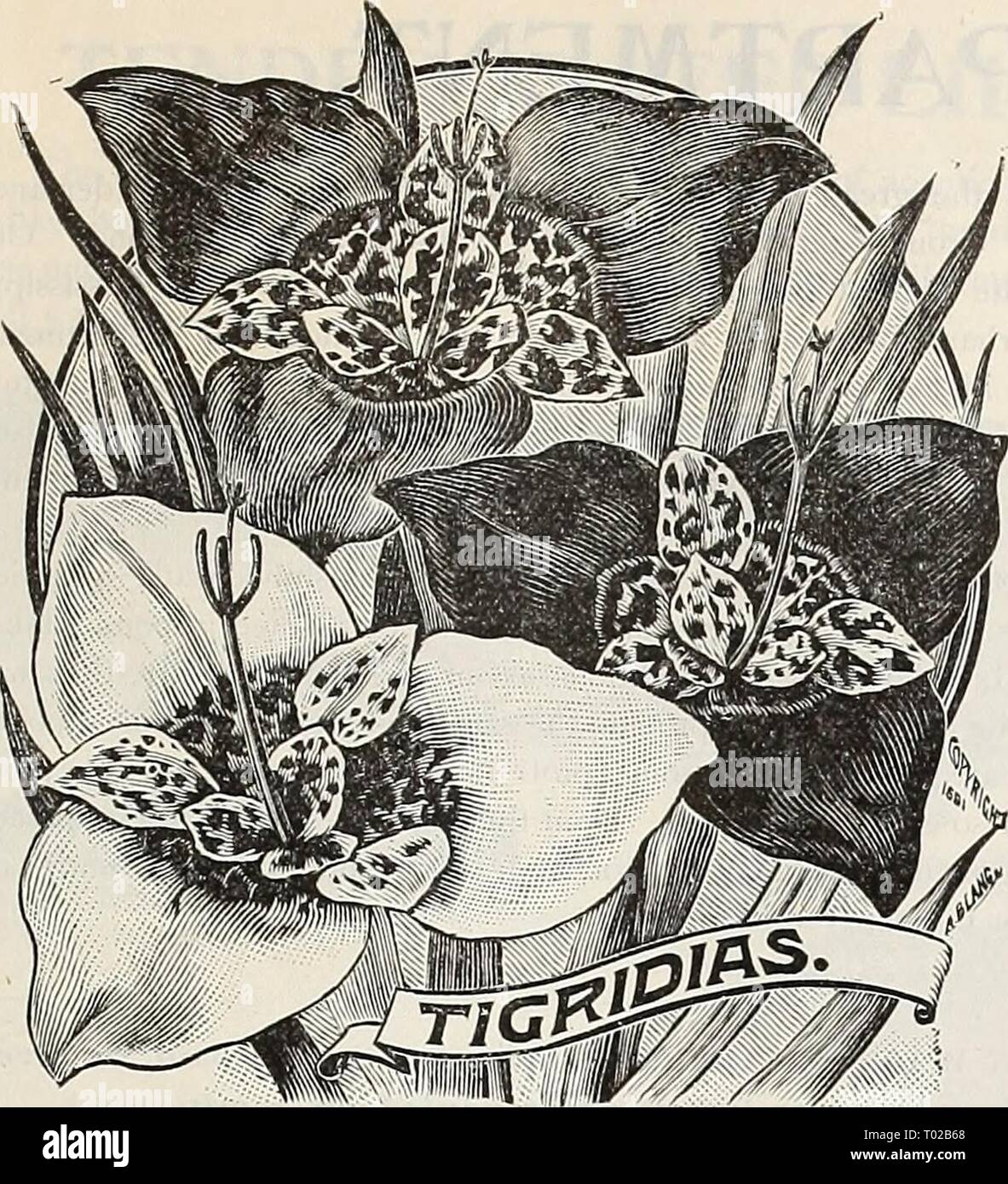 Dreer's garden calendar : 1899 . dreersgardencale1899henr Year: 1899  DREER'S SUMMER FLOWERING BULBS. 95    LILIUMS. ISMENE CALATHINA. (Pancratium.) A grand Summer flowering bulb, pro- ducing throughout the season large Ama- ryllis-like, pure white, fragrant blossoms. Keep the bulbs in a dry, warm place, and plant out in June. Bulbs can be taken up in October, and, after a few weeks' rest, potted and flowered in the house in Winter, or kept over for planting out another season. (See cut.) 25 cts. each ; §2.50 per dozen. TIGRIDIAS. (Tiger or Shell Flower.) These gorgeous Summer-flowering bulbs  Stock Photo