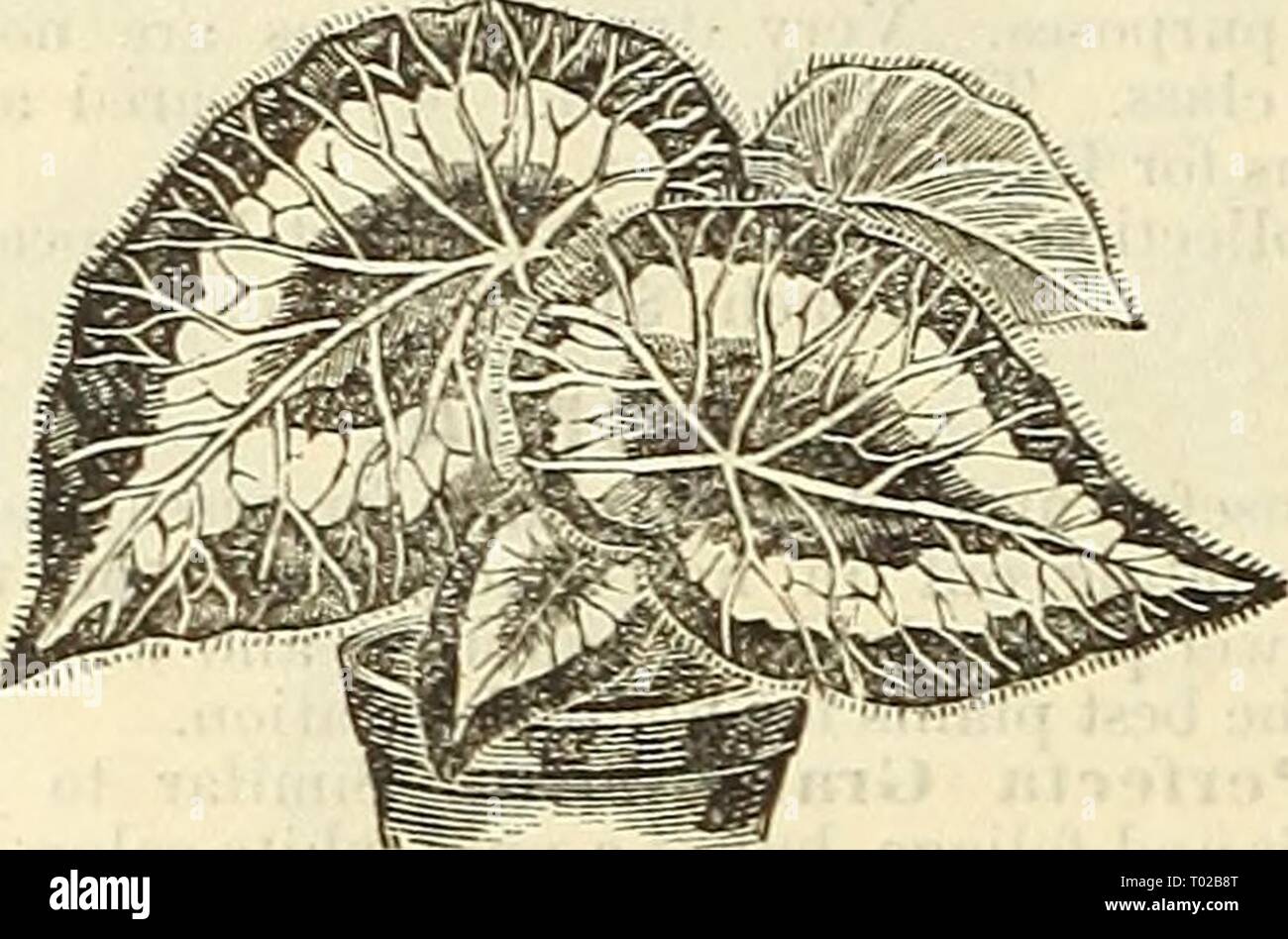 Dreer's garden calendar for 1887 . dreersgardencale1887henr Year: 1887  72 DREER'S GARDEN CALENDAR. BEGONIA REX. (Ornamental Leaved.) We offer fifteen of the most distinct and handsomely marked varieties of this beautiful class of Begonias. These are grown for their variegated foliage, and are very desir- able for house and garden decorations, in shady positions, and especially well adapted for baskets, vases, etc. 25 cts. each ; $2.50 per doz.    Begonia Rhx. BOUVARDIA. Shrubby plants with corymbs of white, rose, crimson and scarlet flowers, blooming during the autumn and winter. Their dazzli Stock Photo