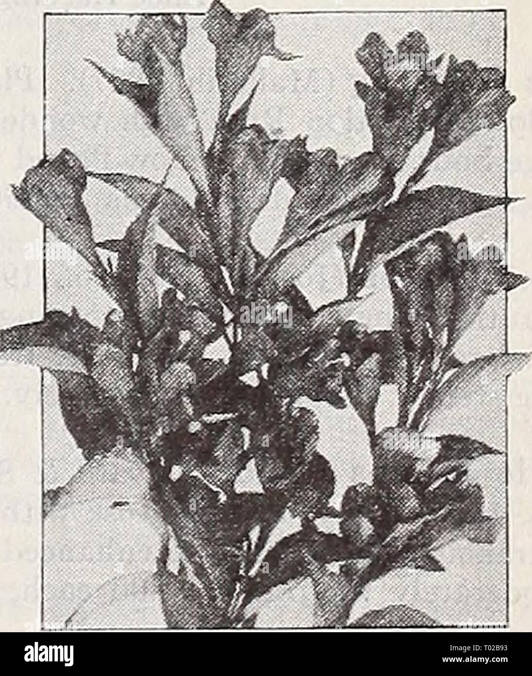 Dreer's garden book 1939 : 101 years of Dreer quality seeds plants bulbs . dreersgardenbook1939henr Year: 1939  Vitex macrophylla Witex.—Chaste Tree (T) Macrophylla. A graceful shrub with attractive spikes of lovely lavender-blue flowers. Blooms profusely from July until fall and grows more than 10 feet high unless pruned back. It is a most desirable summer-flowering shrub of distinctive appearance. Strong plants, size 15-18 in., 75c each; $7.50 per doz.    Weigela Eva Rathke Weigela (M) Diervilla Eva Rathke. Richly colored ruby flowers on plants 4-5 ft. tall. Blooms profusely during the summe Stock Photo