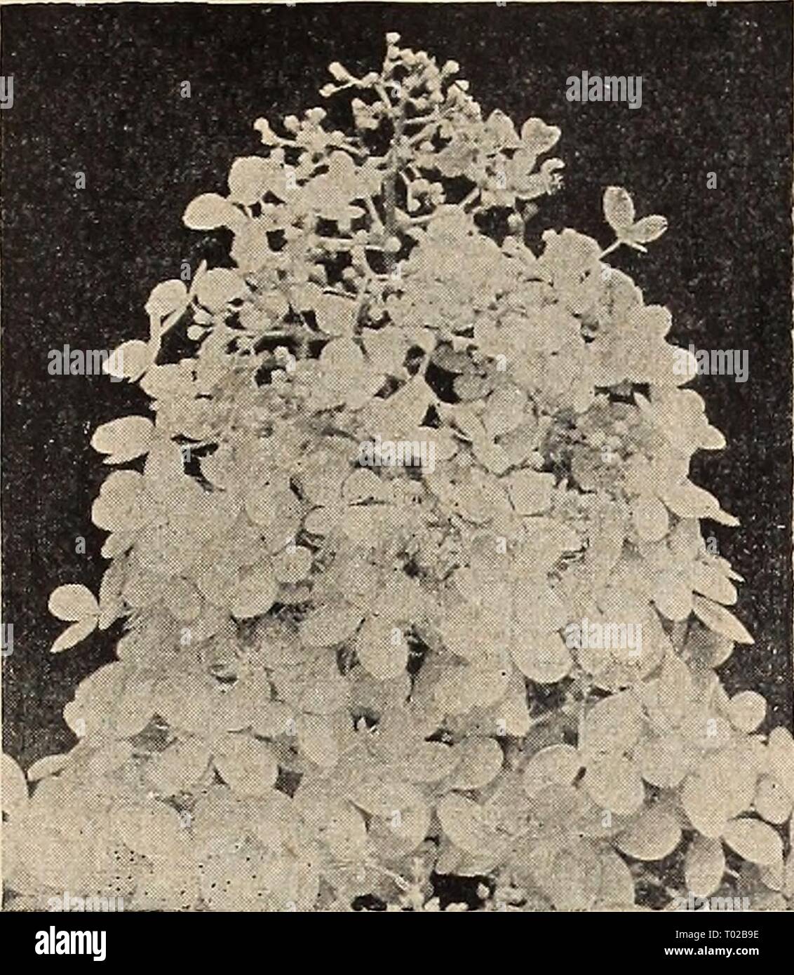Dreer's garden book for 1942 . dreersgardenbook1942henr Year: 1942  Forsythia spectabilis Forsythia—Go/den Bell (M) ® 26-138 Spectabilis. A glorious spring- flowering bush growing 6-8 ft. tall, covered completely with very large golden yellow flowers before the leaves appear. Size 3-4 ft., 60c each. Red-Leaved Japanese Maple 26-151 Acer palmatum atropurpur- eum. (JM) Magnificent purple-red foli- age of attractive, gracefully laciniated form. A showy well-branched shrub while young, eventually growing into a well-shaped small tree. Most attractive at all seasons. Strong plants, size lJ-2 ft., $ Stock Photo