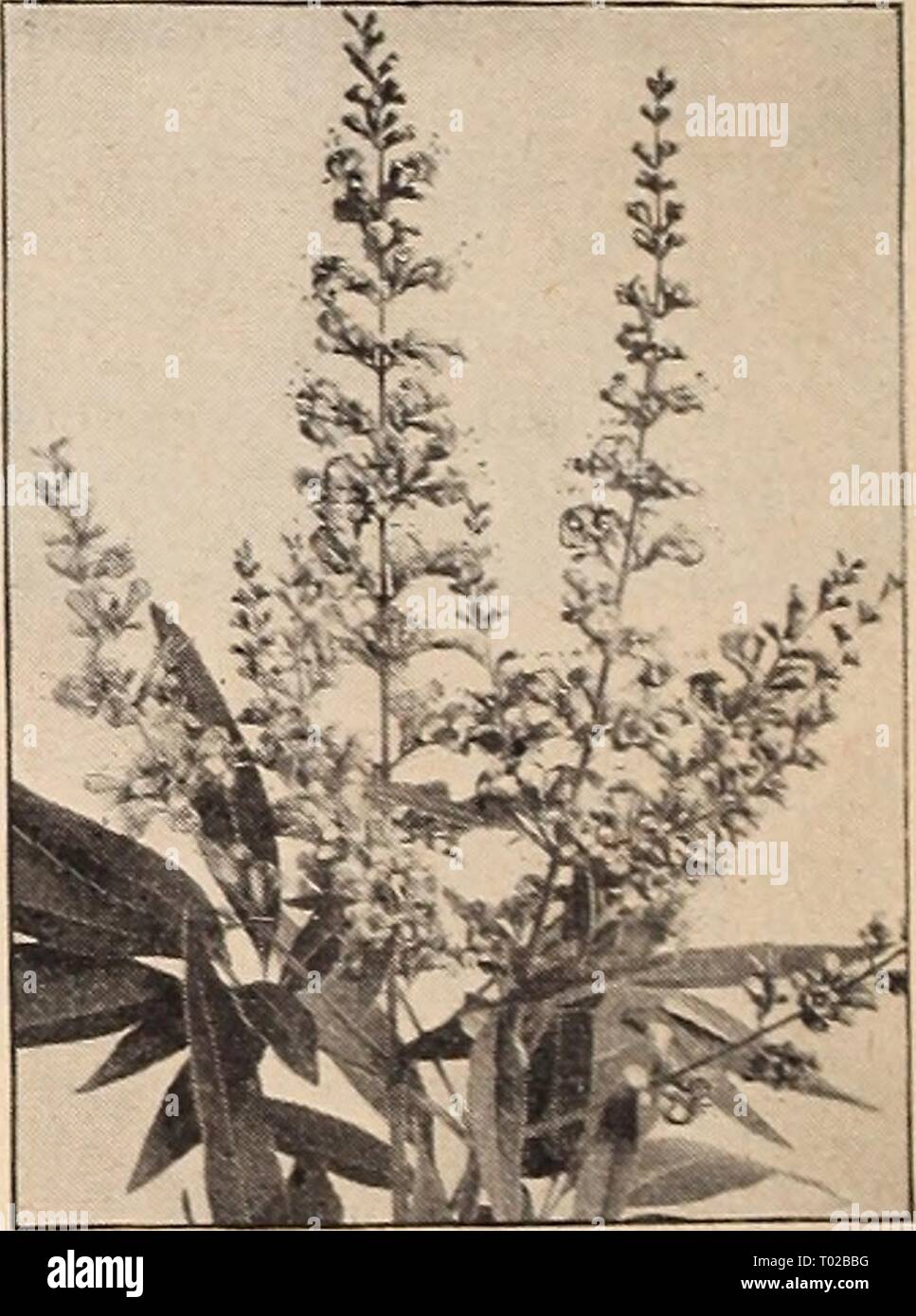 Dreer S Garden Book For 1942 Dreersgardenbook1942henr Year 1942 Philadelphus Coronarius Philadelphus T Mock Orange Popular Old Fasbioned Shrubs With Showy White Flowers Borne In The Greatest Profusion During May Or June
