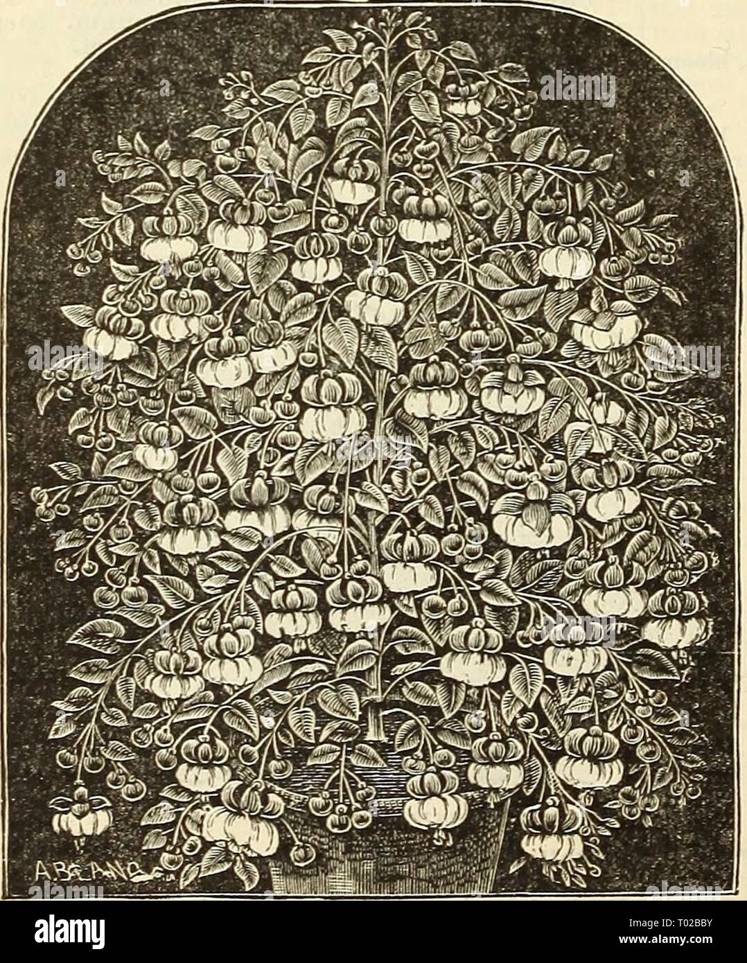 Dreer's garden calendar : 1886 . dreersgardencale1886henr Year: 1886  90 DREER'S GARDEN CALENDAR. FERNS- Gymnogramma chrysophylla (Golden Ferri). Peruviana argyrophylla. Finest silver fern. Decomposita. Sulphurca (Sulphur Fern). Lomaria Gibba. oO cts. each. Microlepia hirta cristata. An elegant «rested fern of good habit and irrowtli. 5t) cts. each. Nephrolepis exaltata. Strong grower. Davalloides furcaiis. A heantifiil and ornamen- tal crested fern of ea^y ciiltnre. 50 ets. each. Nephrolepis Uutti (new).' Compact habit. 50 cts. each. Unichuoi iaponicum. Continued, Osmunda japonica corymbosa ( Stock Photo