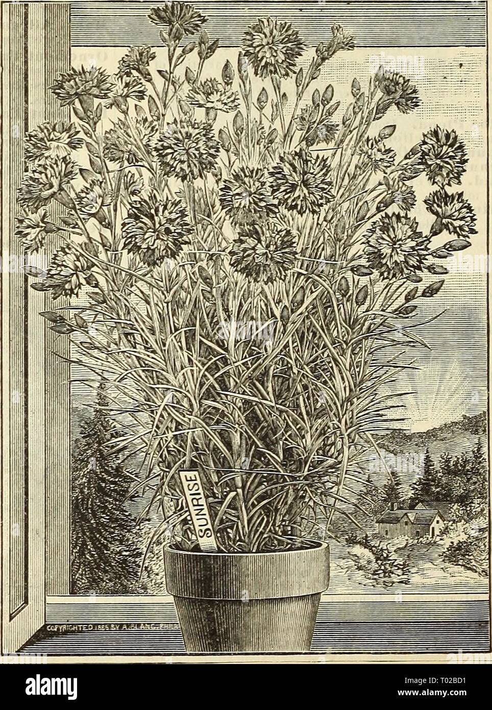 Dreer's garden calendar for 1887 . dreersgardencale1887henr Year: 1887  Buttercup.'' CARNATIONS. Buttercup. Rich golden yellow, with a few streaks of clear carmine; Of vigorous habit and very floriferous. The florets are large, full, and very double, from 2 to 3 inches in diameter. Dawn. This is a new departure in Carnations, being neither what is called a straight or solid color, or variegated, but a blending from the centre of the flower outwards, of a soft delicate pink or rose color to pure white at the edge, delightful fragrance. Field of Gold. This is a pure yellow Carnation of strong g Stock Photo