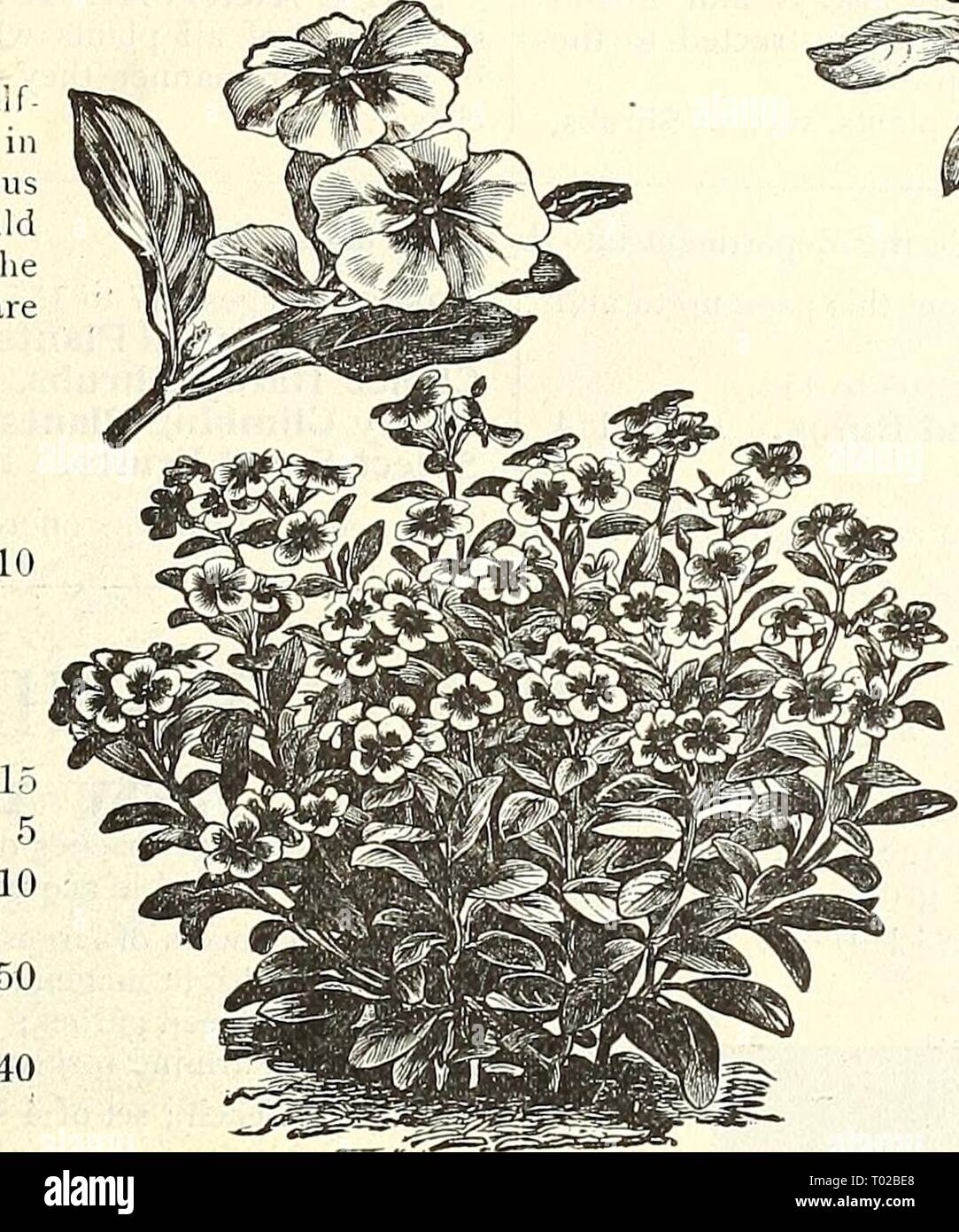 Dreer S Garden Calendar 1903 Dreersgardencale1903henr Year 1903 Ihewadreer Phiiadelphia M Reliable Flower Seeds Vinca Madagascar Periwinkle Or Old Maid Ornamental Free Blooming Plants And One Of The Most Satisfactory Bedding Plants We