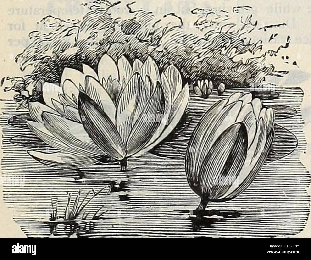 Dreer's garden calendar : 1899 . dreersgardencale1899henr Year: 1899  Stratiotes Aloides (Water Aloe)    SEEDS OF WATER LILIES. Raising seedling plants of all kinds has a peculiar charm and fascination, and a few remarks on the growing of Water Lilies from seed may be of service. The soil should be precisely the same as is used for the vast majority of flower seeds; that is, any good garden soil, nicely sifted, with a small addition of sand. The Tender Nymphaeas and Victorias should be sown in early Spring. It is advisable to sow the hardy sorts late in Autumn, the seed usually lying dormant t Stock Photo