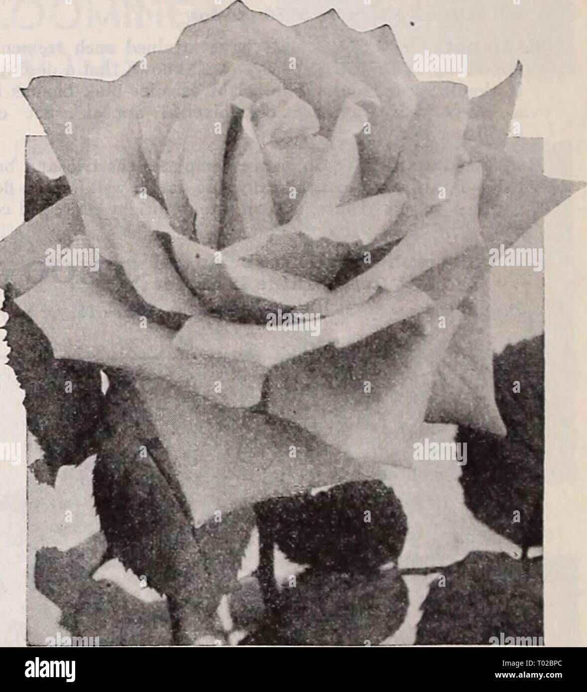 Dreer's garden book 1939 : 101 years of Dreer quality seeds plants bulbs . dreersgardenbook1939henr Year: 1939  Cathrine Kordes Cathrine Kordes. A very showy, large Rose with long, pointed, rich red buds with attractive black shading. The open flowers are very large and double. They are high-centered, long lasting, and fragrant. They are borne singly on long and strong stems. The color is a glowing scarlet with a shading of deep pink. A very showy and free-flowering variety. 85c each; S8.50 per doz. Chateau de Clos Vougeot. Beautiful flowers of a brilliant scarlet, shaded fiery red and changin Stock Photo