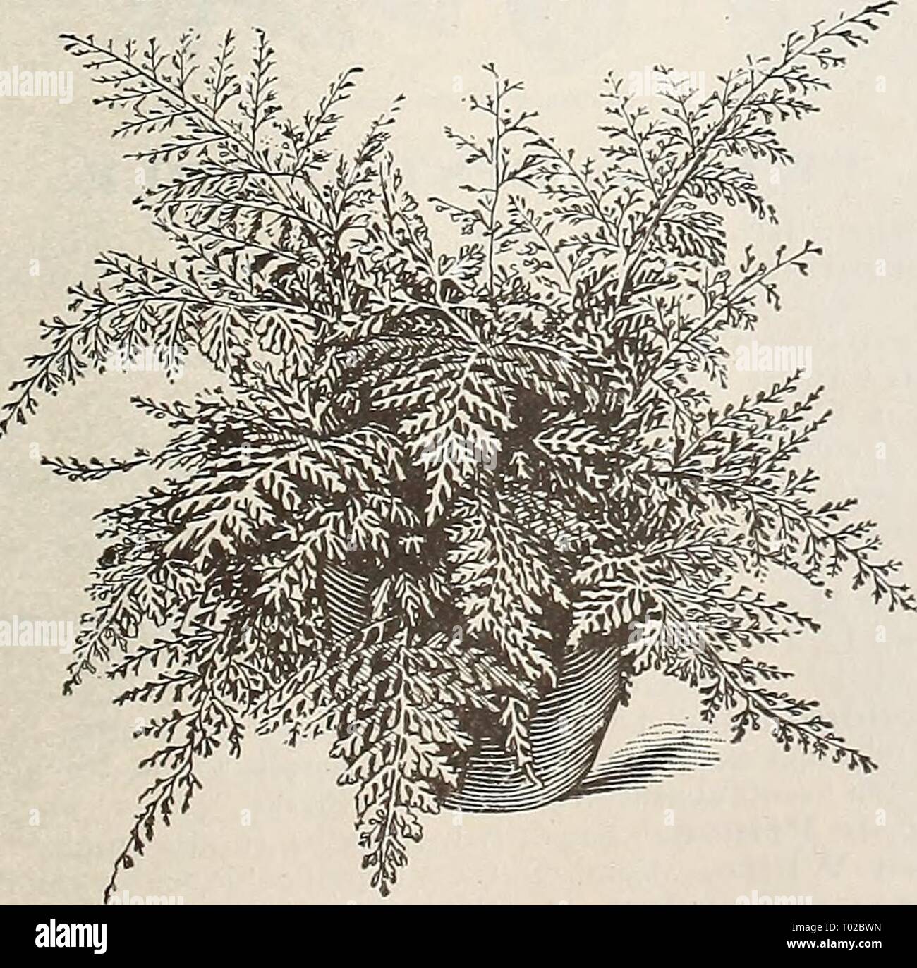 Dreer's garden calendar for 1892 : a catalogue of choice vegetable, field and flower seeds new, rare and beautiful plants garden implements and fertilizers . dreersgardencale1892henr Year: 1892  Splendid Tree Ferns. 50 cts. to $1.00 each.    Davallia Stricta. Lastrea Akistata Variegata. Davallia Fijiensis Majus. Useful for baskets. 25 cts. Davallia Peiltapliylla. A pretty creeping variety, with dark, shining foliage. 50 cts. Davallia Stricta. One of the finest Ferns in cultivation, whether for growing as a decorative plant in the room or planting out; the fronds are of a strong texture and of  Stock Photo
