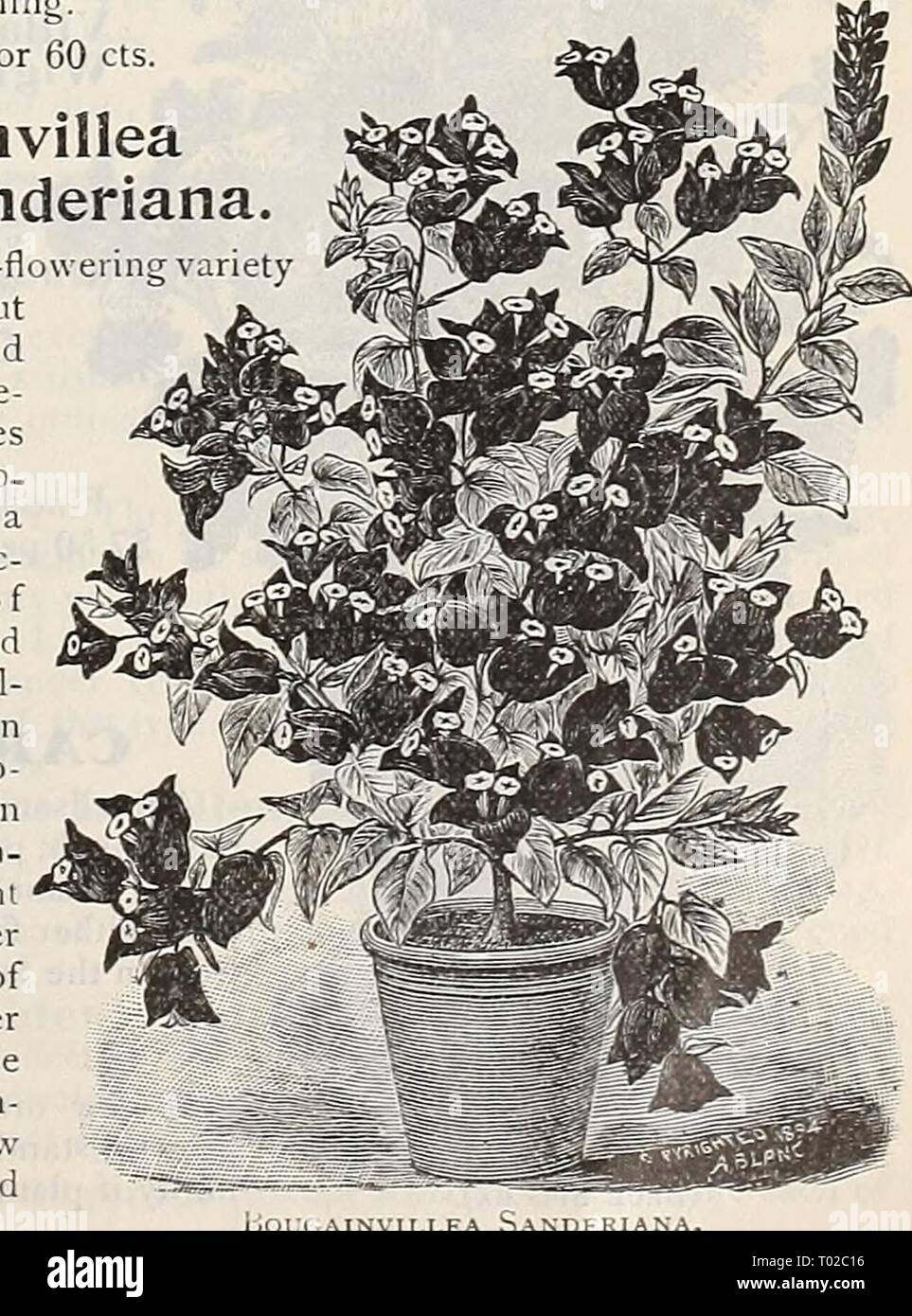 Dreer's garden calendar : 1898 . dreersgardencale1898henr Year: 1898  OUVARDIA Alfred Neuner. Stock Photo