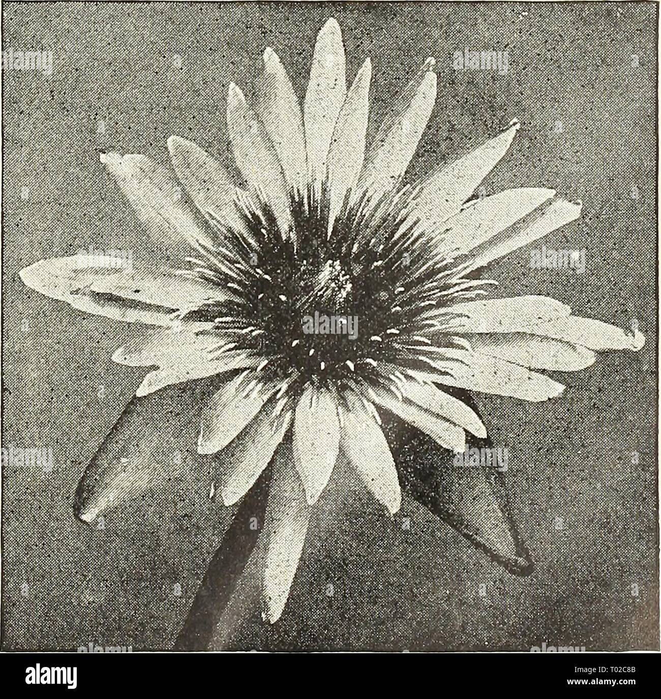 Dreer's garden calendar : 1903 . dreersgardencale1903henr Year: 1903  Tender Day=blooming Water Lilies. Euryale ferox. This was the noblest aquatic plant in cultivation prior to the introduction of the Victoria. The circular leaves are from 2 to 3 feet in diameter, upper side olive-green, curiously puckered and spiny ; the under side a rich purple with prominent spiny veins. Flowers small, deep violet. Plants, $1.50 each. Seeds, 3 seeds for 50 cts.; $2.00 per doz. Nympha^a capensis—Thunb. (syn. N. scutifolia, D. C; N. Carulea, B. M. 552, and American Gardens). Cape Blue Water Lily ; flowers ri Stock Photo