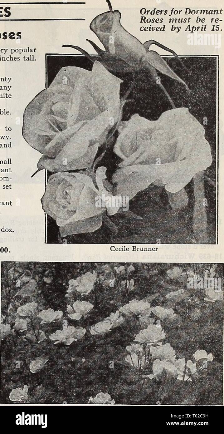 Dreer's garden book for 1940 . dreersgardenbook1940henr Year: 1940  Dreer's KEYSTONE ROSES Six Small-Flowering Polyantha Roses The Polyantha or Baby Roses represent a distinct type which is very popular for bedding purposes. The plants form shapely compact bushes 18 inches tall. Bloom profusely until frost. 18-409 Cecile Brunner (The Fairy or Sweetheart Rose). A dainty variety with small double blooms of perfect form arranged in many flowered, graceful sprays. Soft rosy pink on a rich creamy white ground. Moderately fragrant. 18-426 Gloria Mundi. The most brilliant orange-scarlet imaginable. N Stock Photo
