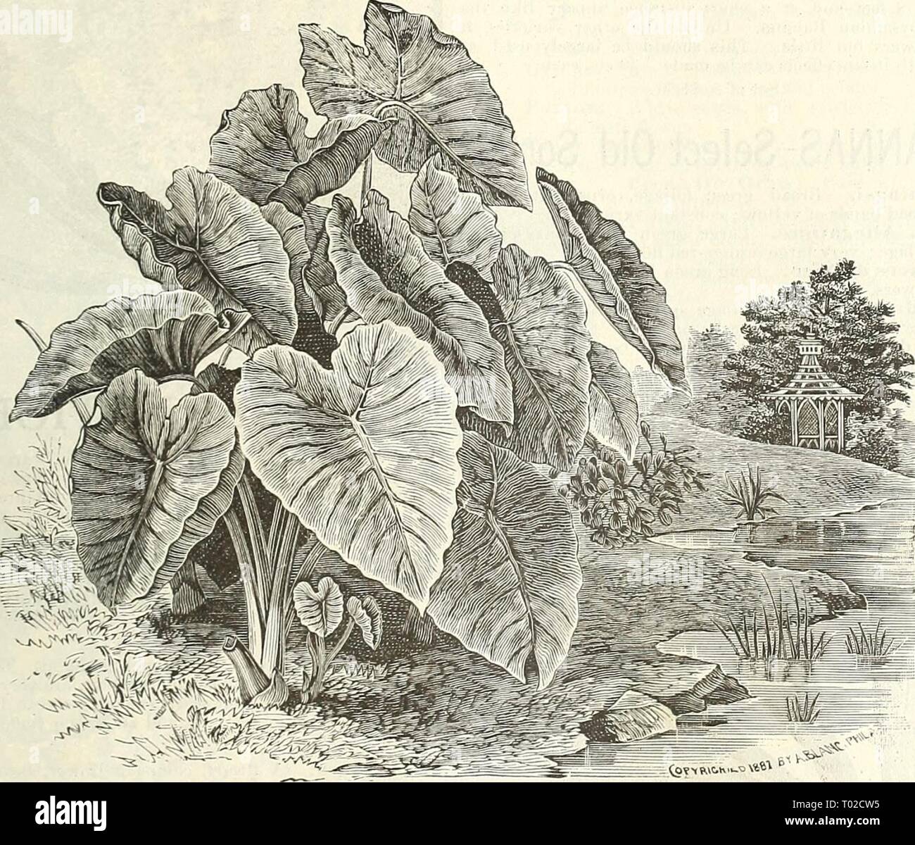 Dreer's garden calendar : 1889 . dreersgardencale1889henr Year: 1889  Bouvardia Sang Lobkaine.    ^?'«WC»h»-^**'^ Caladium Esculentum. CALADIUM. (Elephant's Ear. One of the most eifective ]ilants in cultivation for the flower border or for plantijig out upon the lawn; it will grow in any good garden soil, and is of the easiest culture. To obtain the best results it .should be planted where iv will obtain plenty of water, and an abundauce of rich compost. E&lt;iculentuni. 'The best .sort for garden decoration ; foliage light greeu. When full size it stands tJ feet high, and bears immense leave Stock Photo
