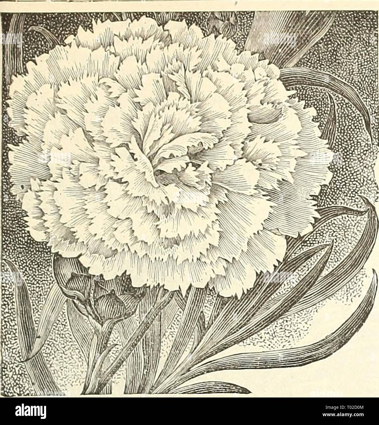 Dreer's garden calendar : 1891 . dreersgardencale1891henr Year: 1891  FOR GARDEN AND GREENHOUSE. 103    Wm. Swavne. CARNATION S-Contimied. L. Lamborn. A dwarf, compact grower, bearing on long stems fine, waxy, white flowers; a profuse bloomer and can be grown on low benches. Mrs. Carnegie. White, delicately pencilled and laced with rosy carmine, finely fringed; a good strong grower. Pride of Keiiiiett. Color rich crimson, similar to the .Jacqueminot rose; it is a strong, vigorous grower and a ])rofuse bloomer. Sunrise. Light buff, flaked with bright red; flowers large, good shape ; fragrant an Stock Photo
