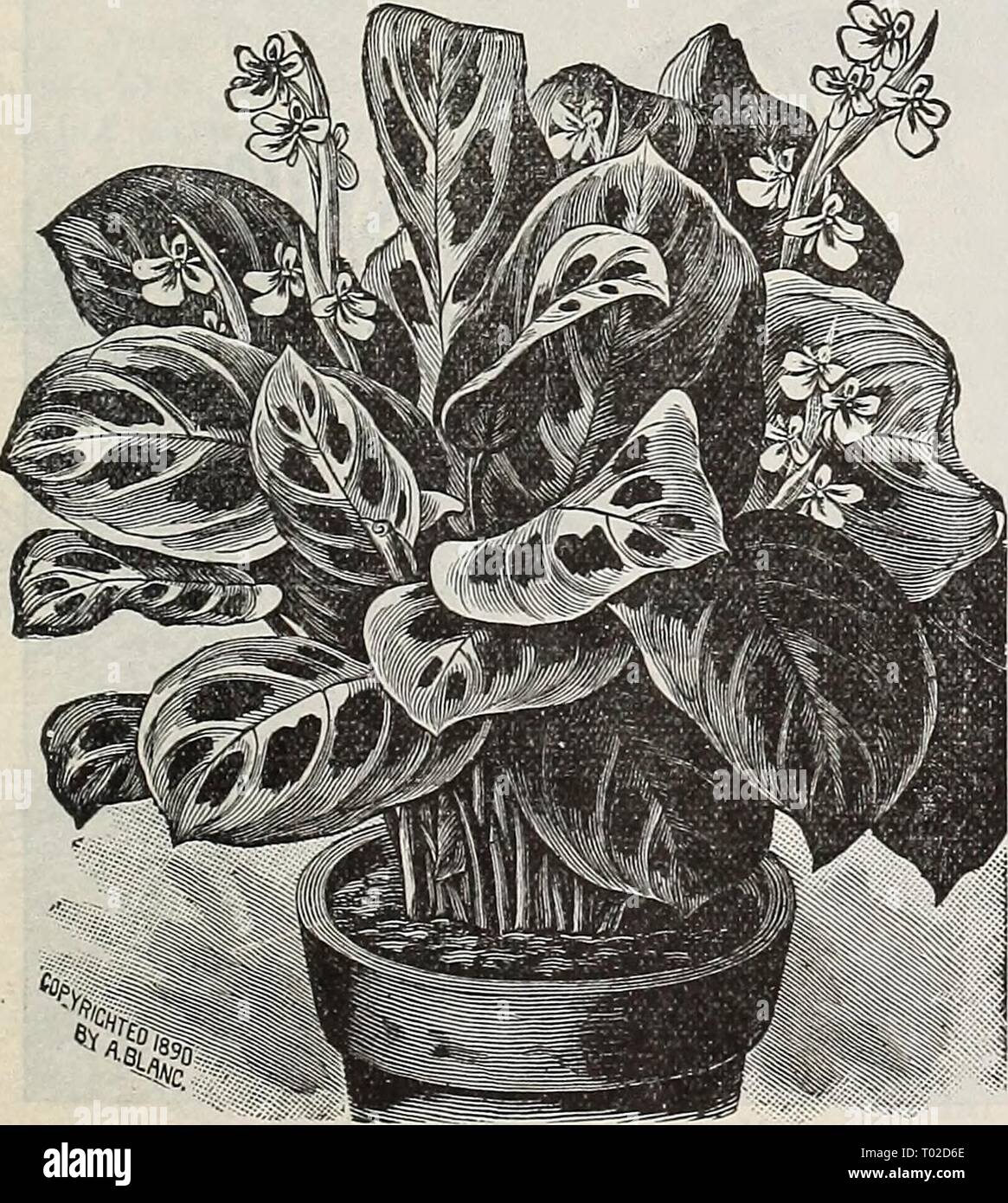 Dreer's garden calendar : 1898 . dreersgardencale1898henr Year: 1898 Lotus. Stock Photo