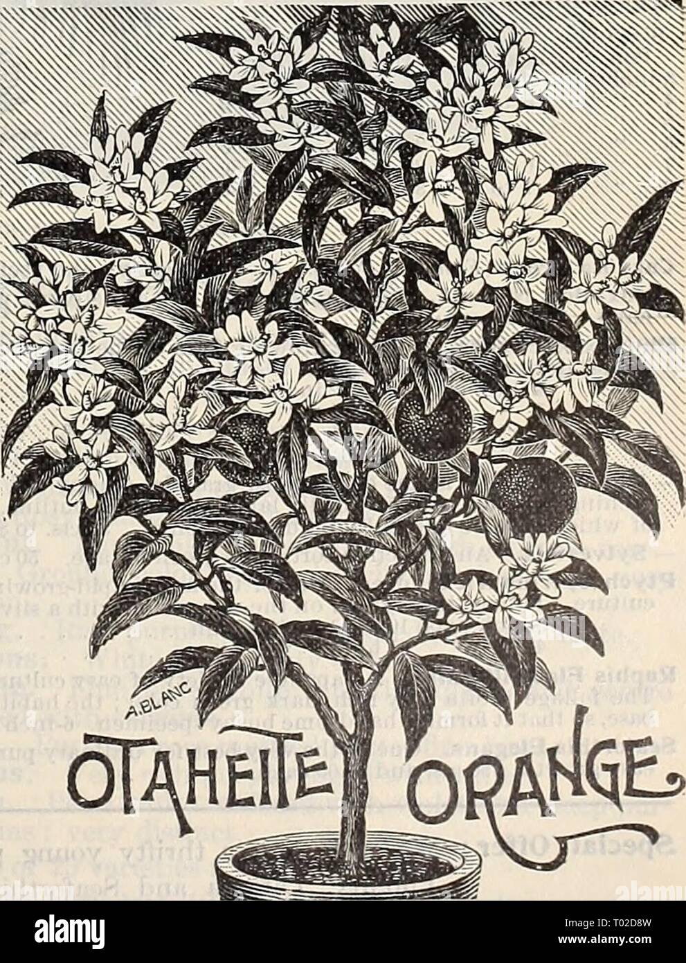 Dreer's garden calendar : 1897 . dreersgardencale1897henr Year: 1897  Manettia Blcolor. PANAX VICTORIA. A pretty, shrubby plant, with finely divided light green leaves with their edges clearly defined with white variegation; very useful as a decorative plant for the table. 50 cts. each. OLEA FRAGRANS. (Sweet Olive.) An old favorite greenhouse shrub, succeeding admirably as a house plant, producing small white flowers which are of the most exquisite fragrance, continuing to bloom almost the entire winter. 50 cts. each; §5 00 per doz. OTAHEITE ORANGE. The best of the Oranges for house culture. I Stock Photo